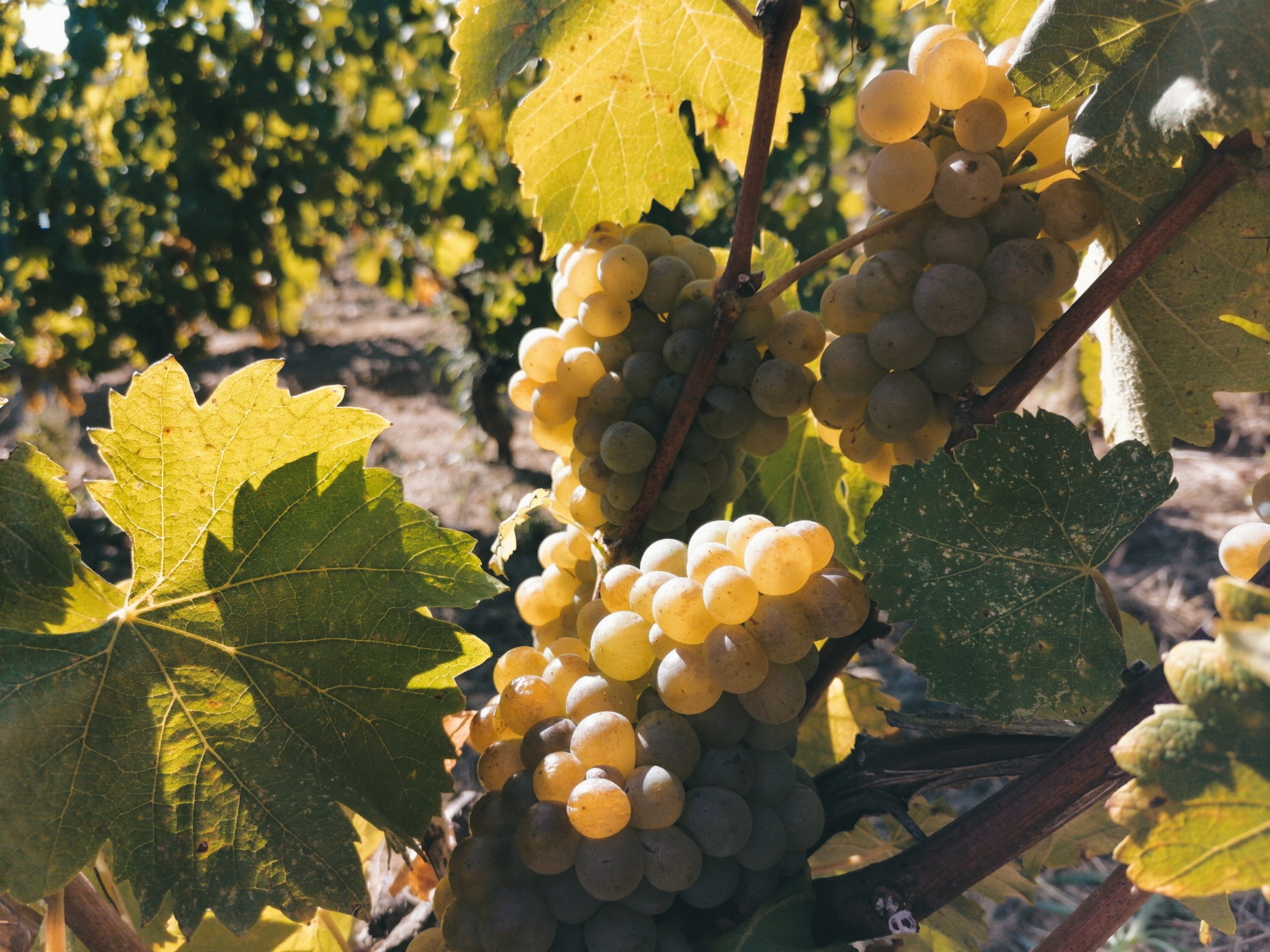 Vendanges des blancs