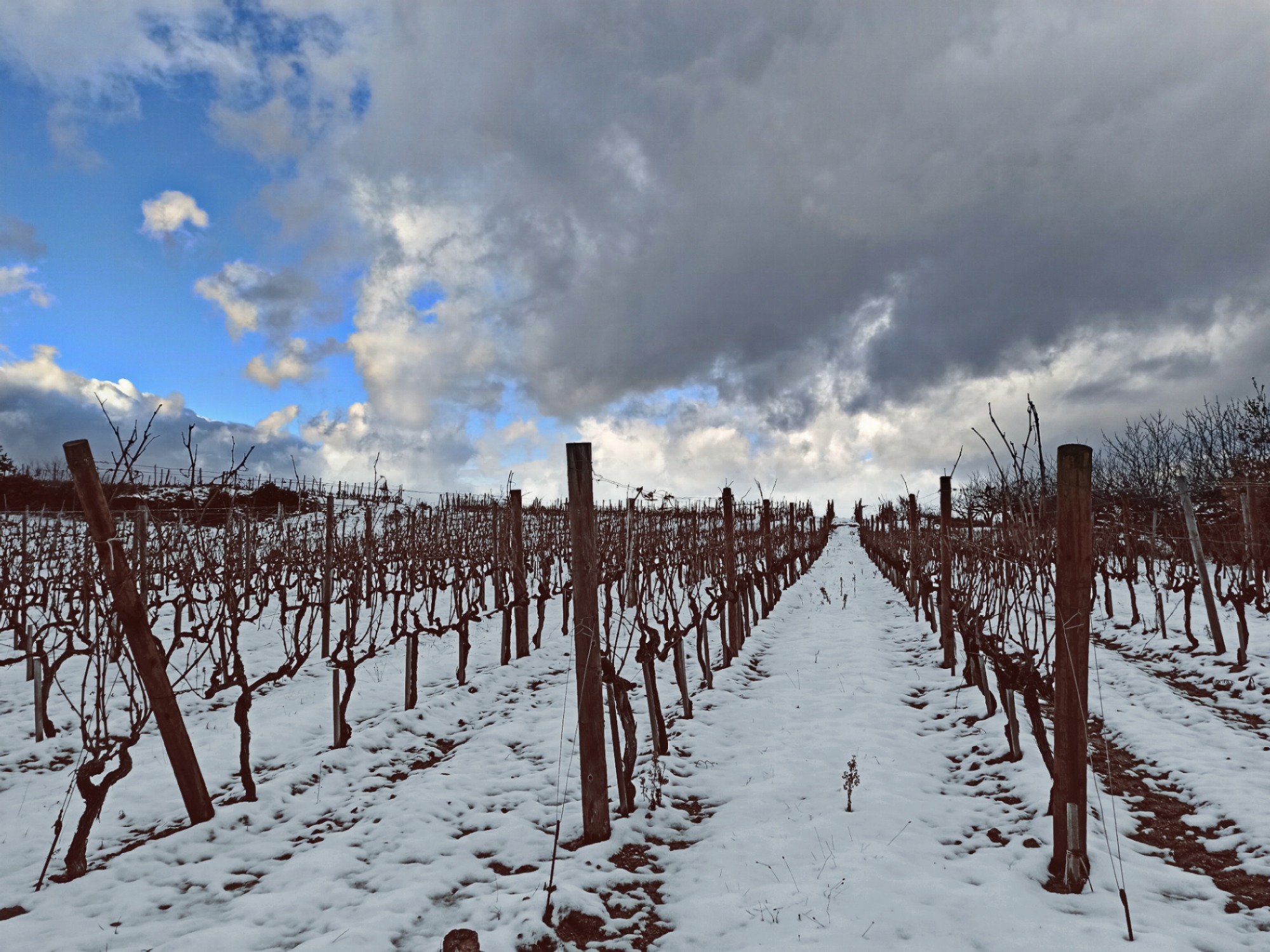 Nos vignes sous la neige
