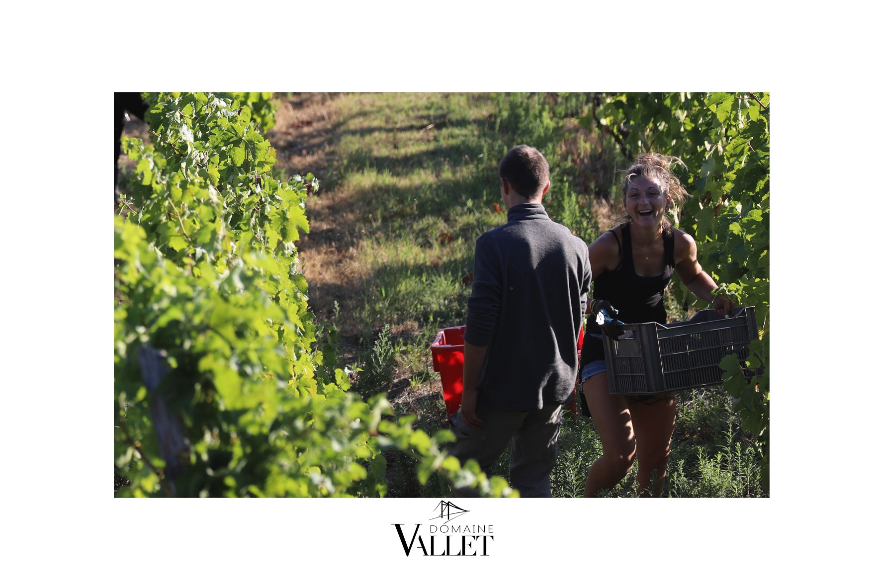 vendanges au DOMAINE VALLET