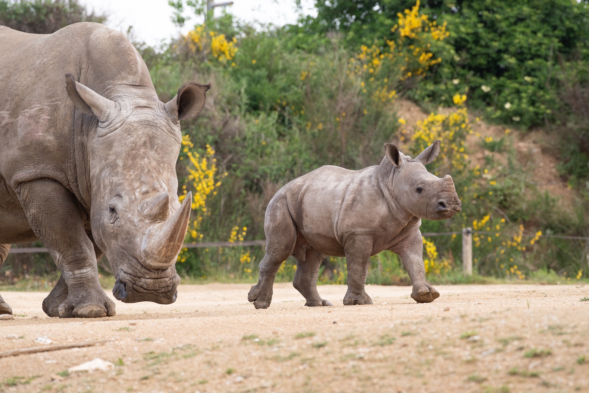 Rhinocéros au circuit voiture