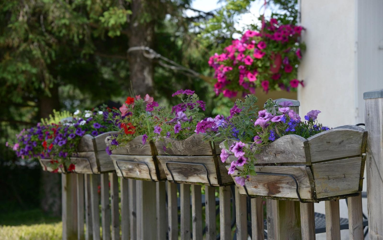 Fleurs été