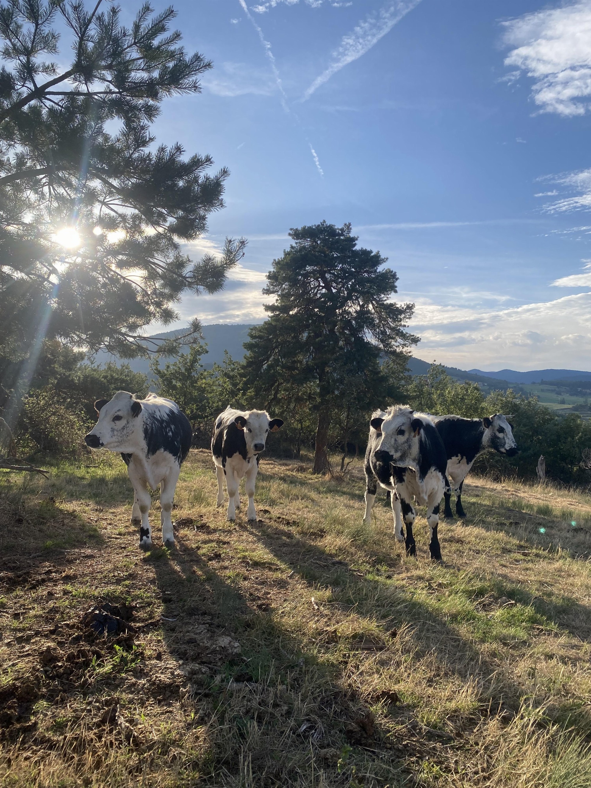 La Ferme de l'Amélie_Préaux