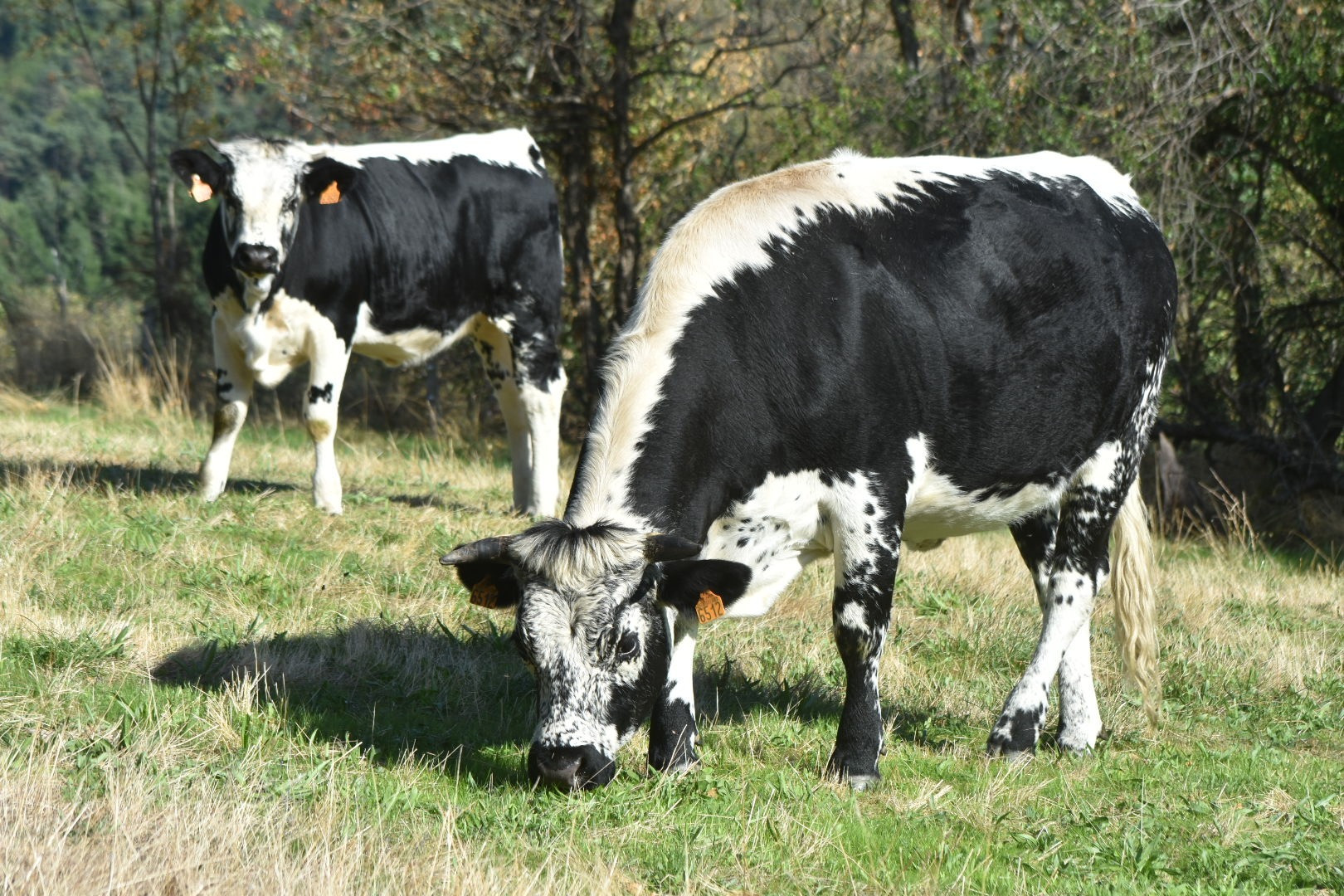 La Ferme de l'Amélie_Préaux