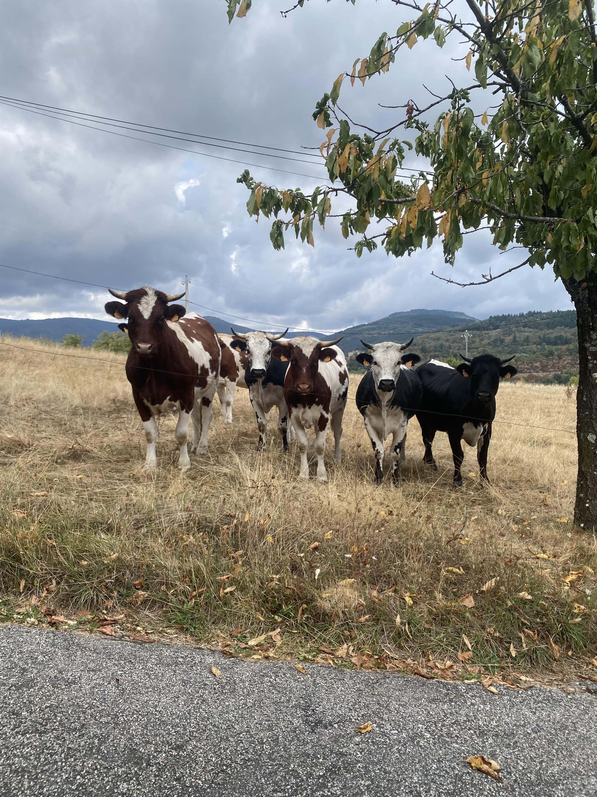 La Ferme de l'Amélie_Préaux