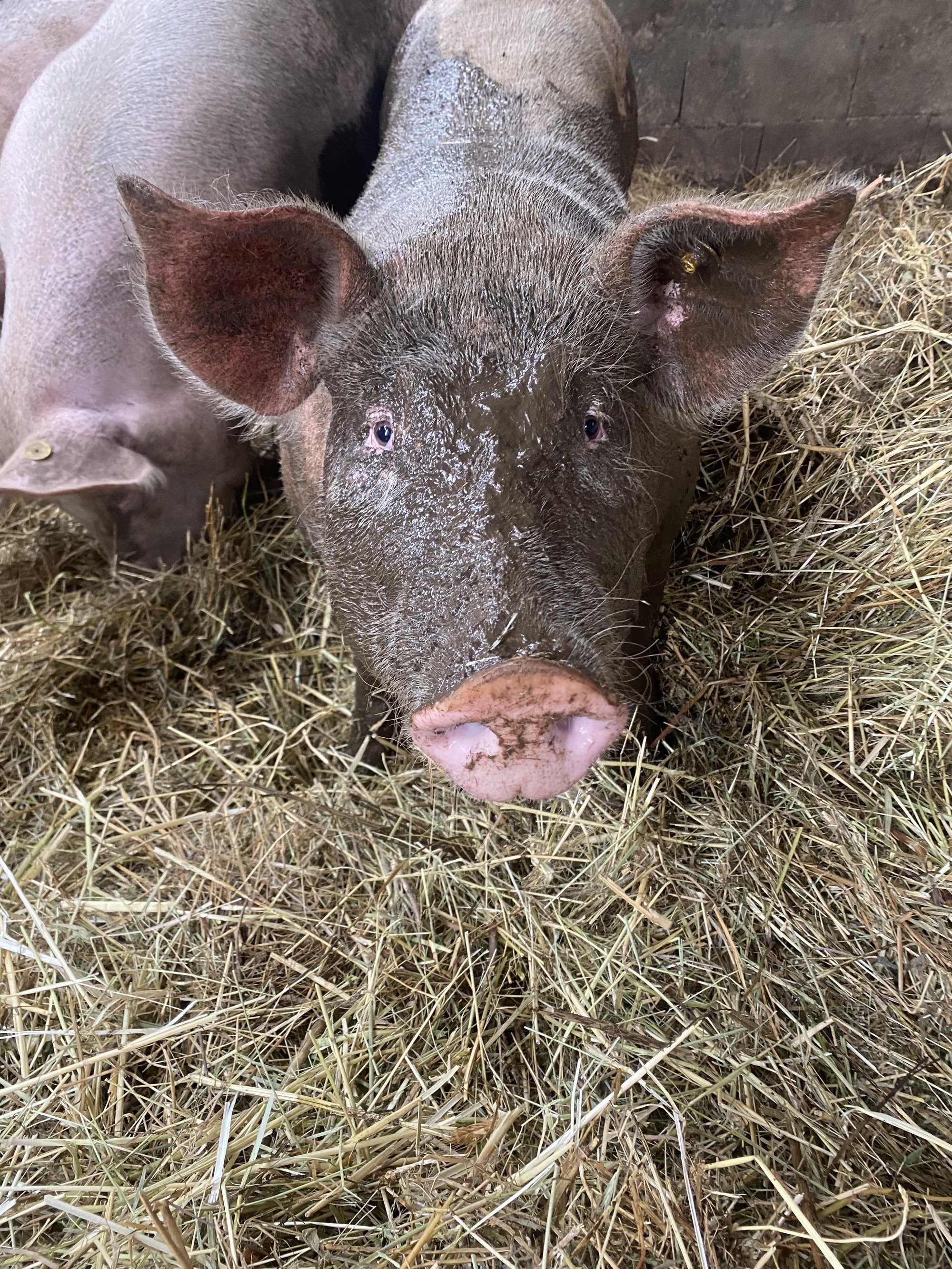 La Ferme de l'Amélie_Préaux