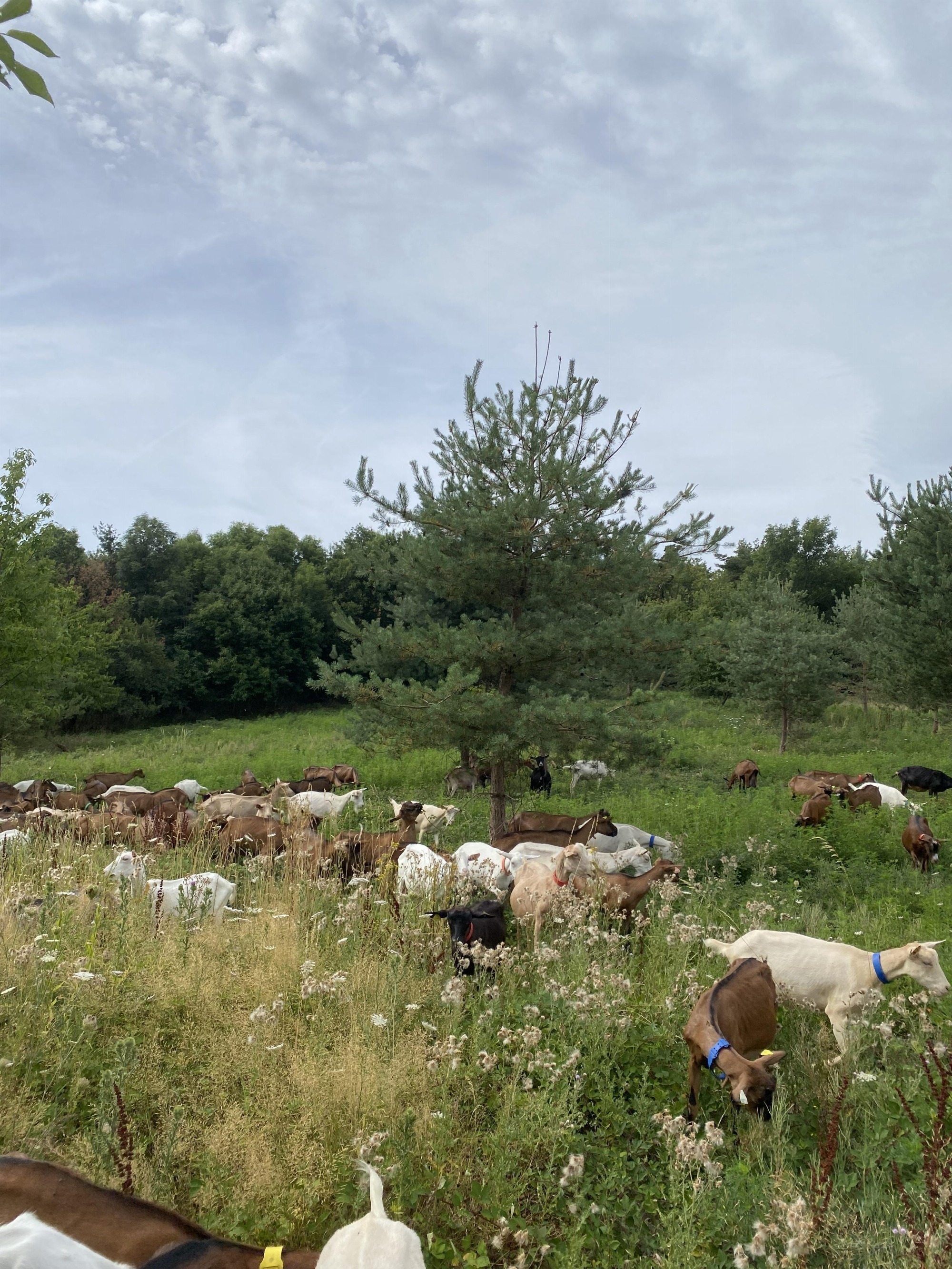 La Ferme de l'Amélie_Préaux