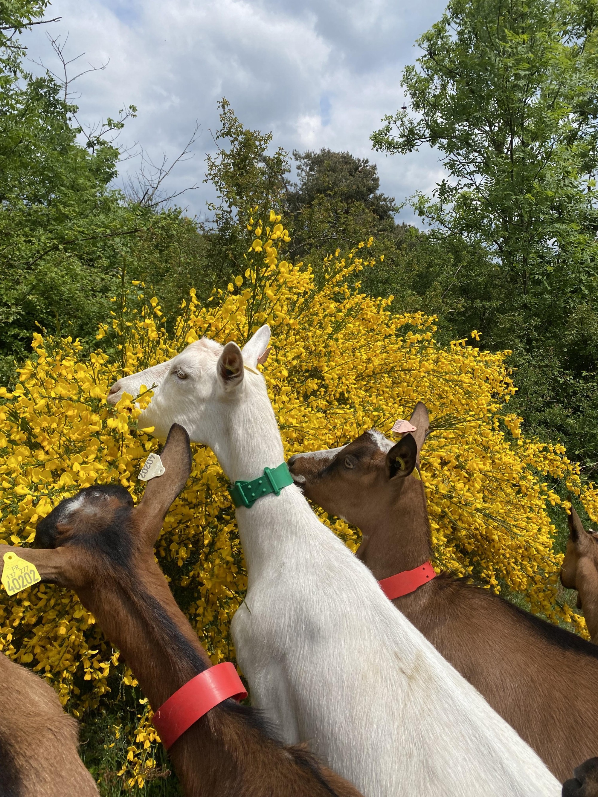 La Ferme de l'Amélie_Préaux