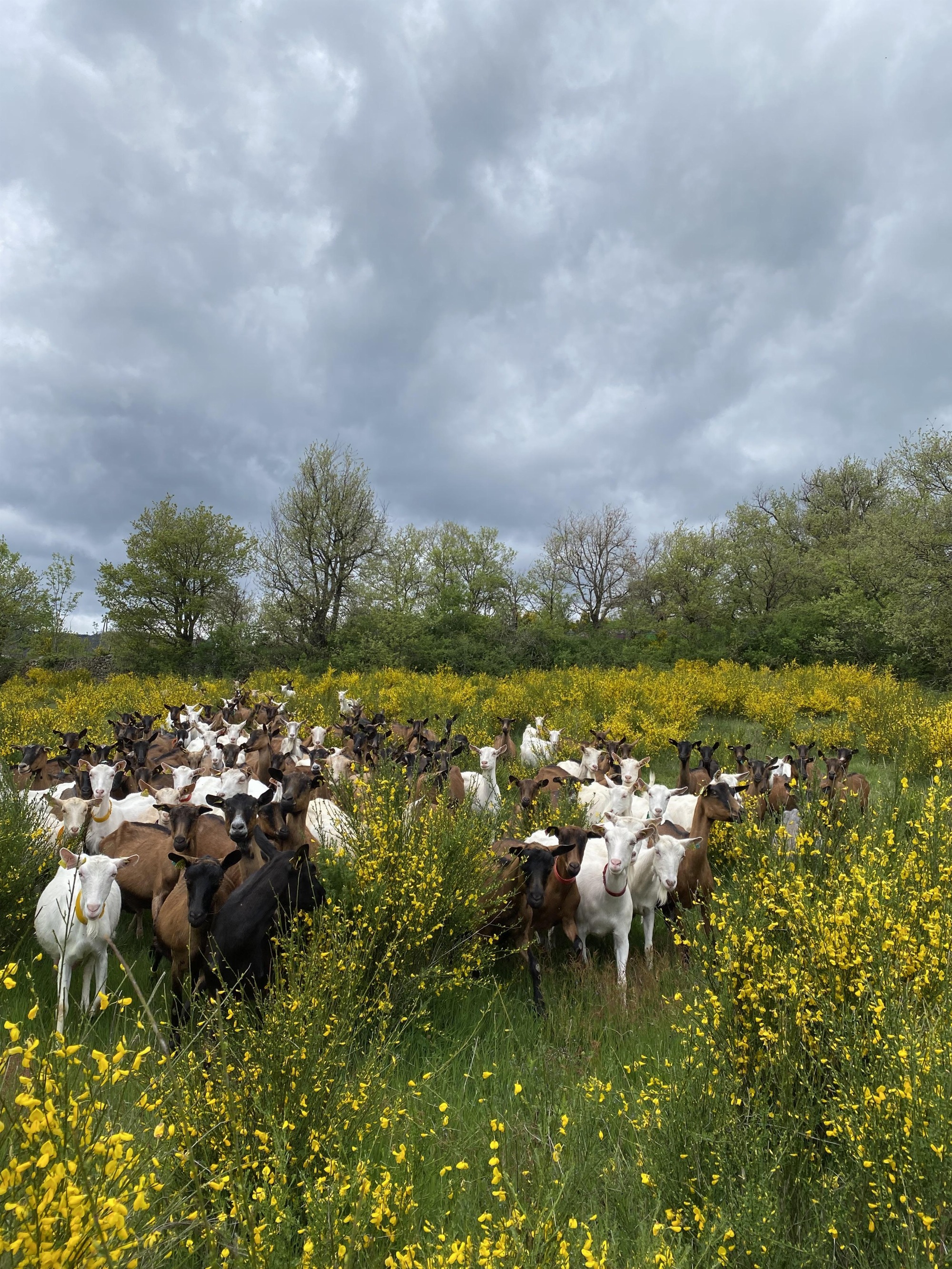 La Ferme de l'Amélie_Préaux