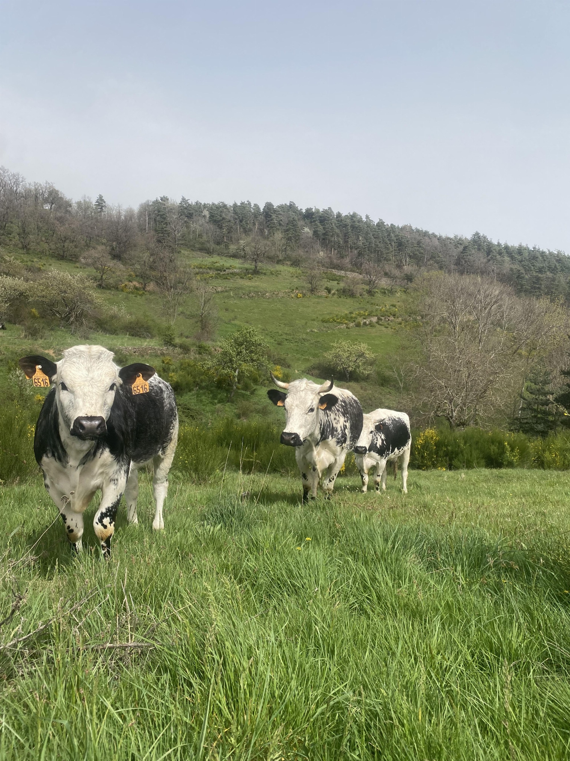 La Ferme de l'Amélie_Préaux