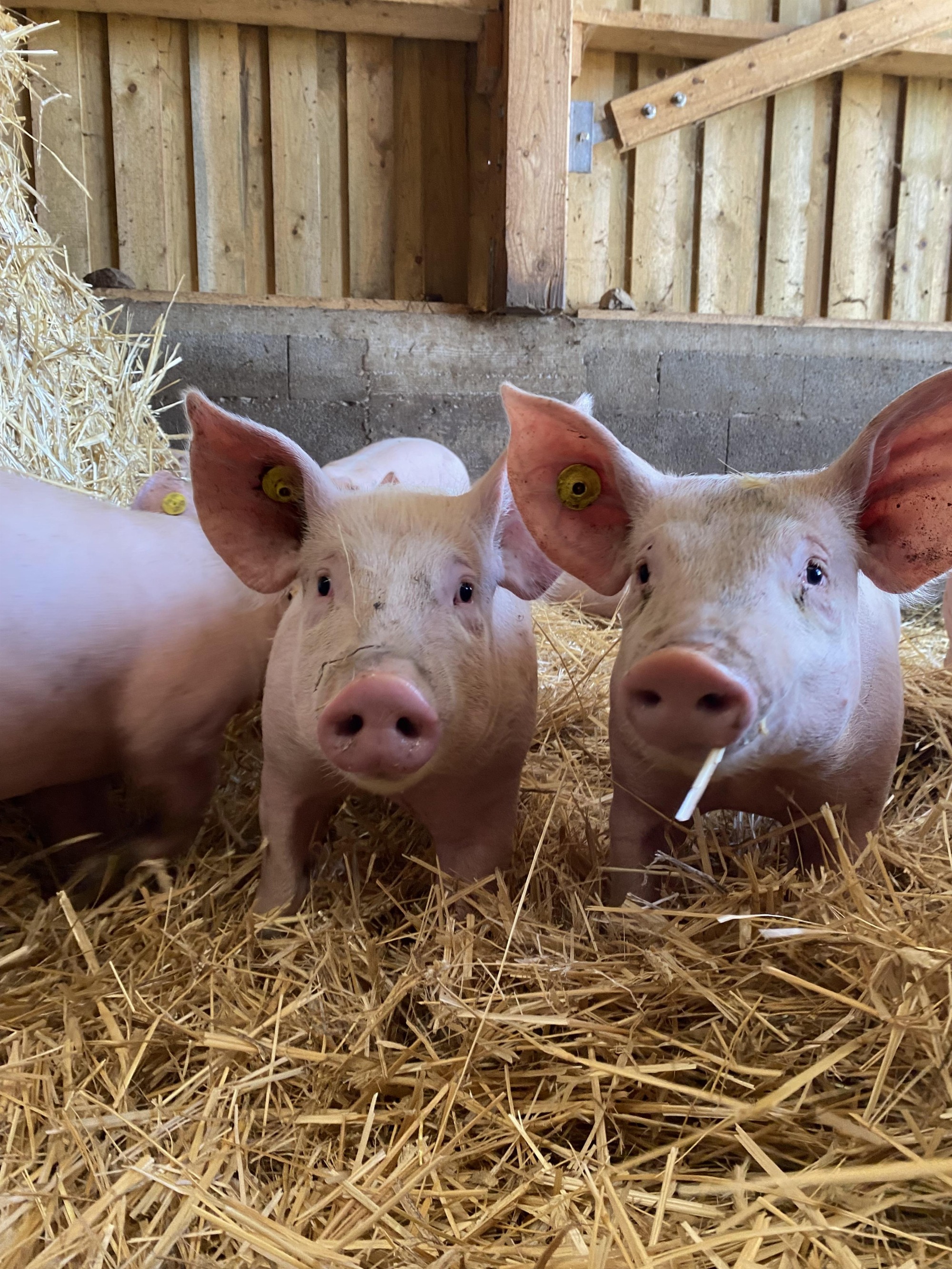 La Ferme de l'Amélie_Préaux