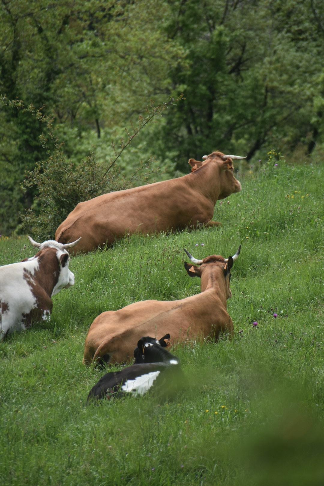 La Ferme de l'Amélie_Préaux