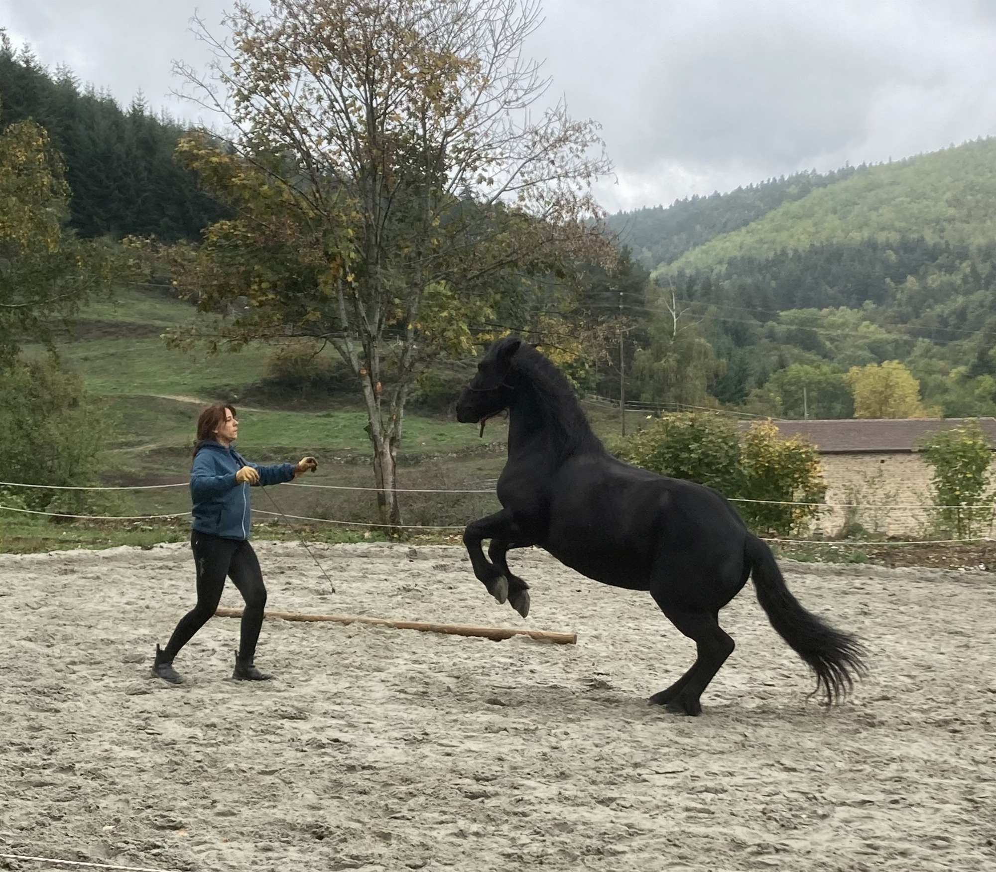 La maison des poneys