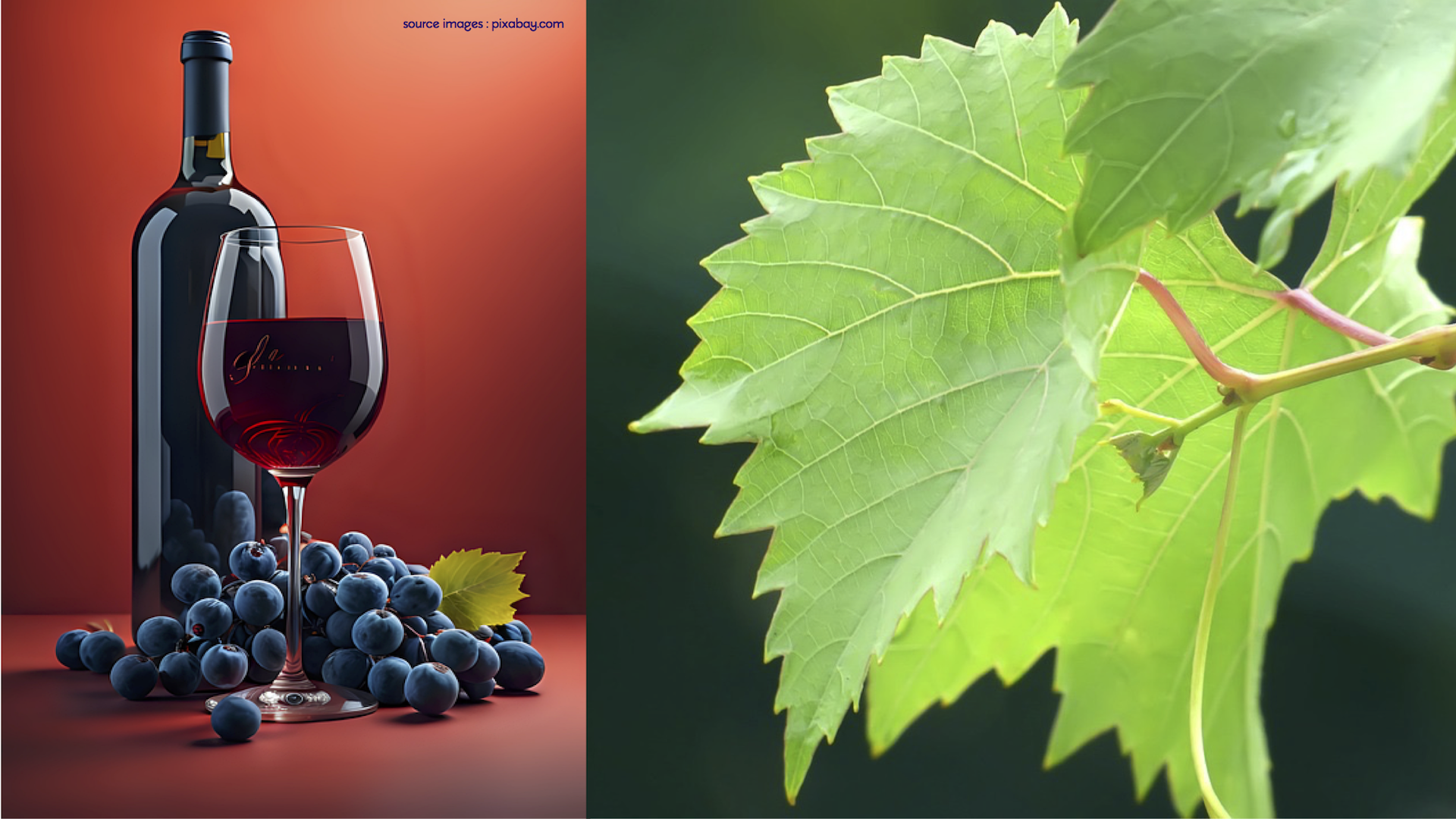 Salon des Vins & Produits du Terroir_Davézieux