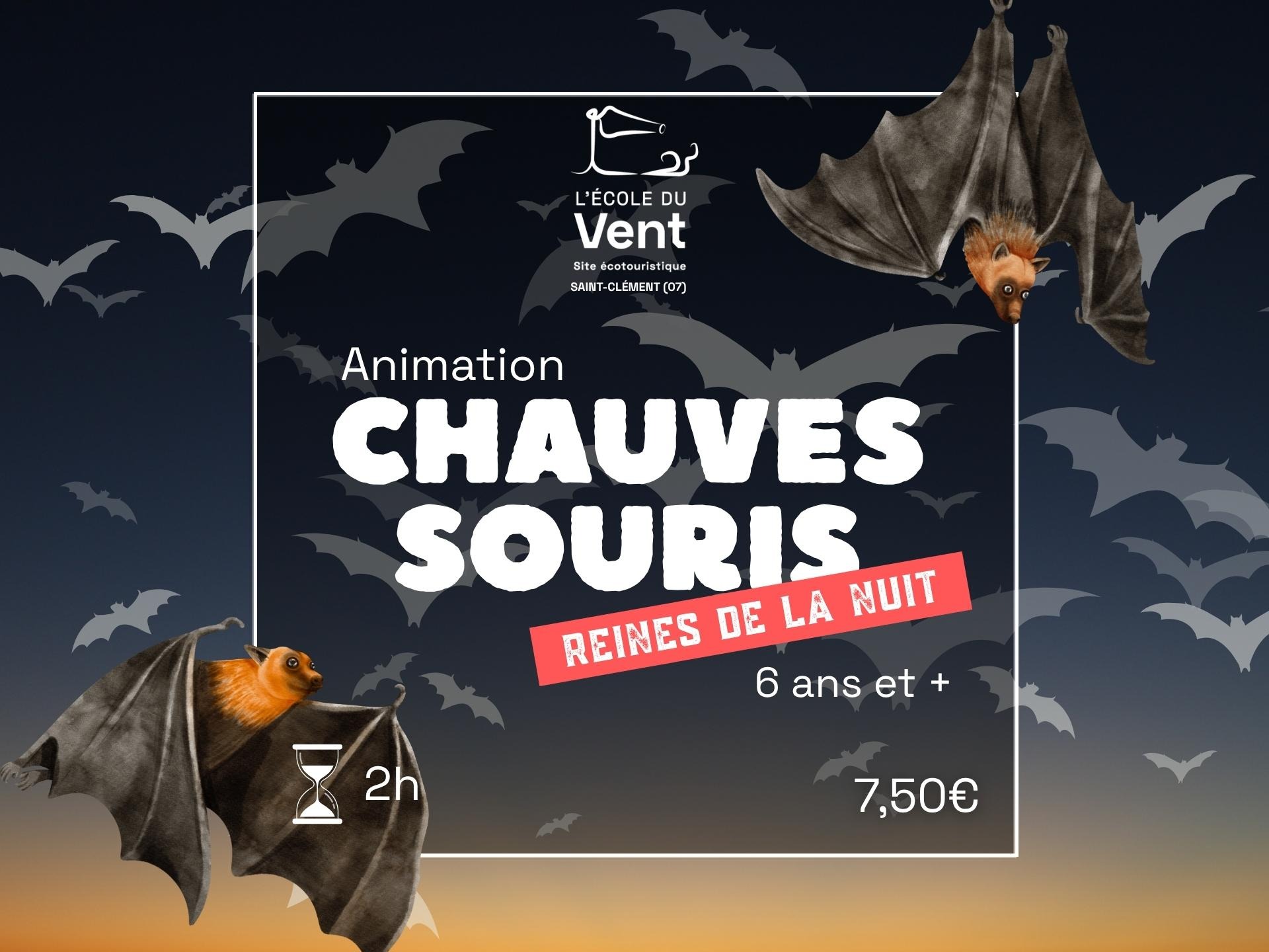 Chauve-souris, reines de la nuit