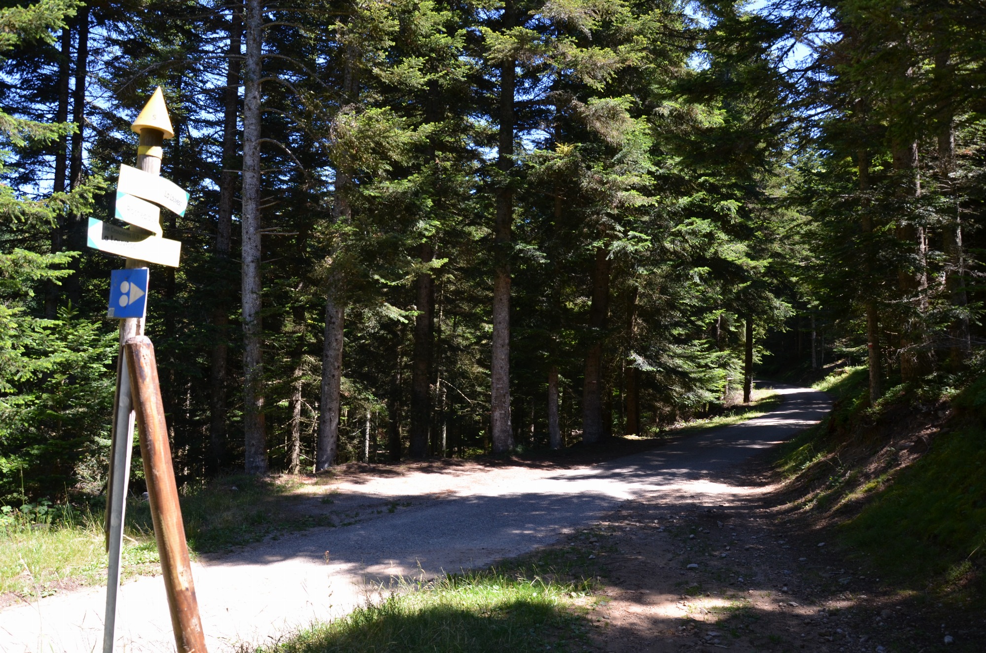 Signalétique et forêt