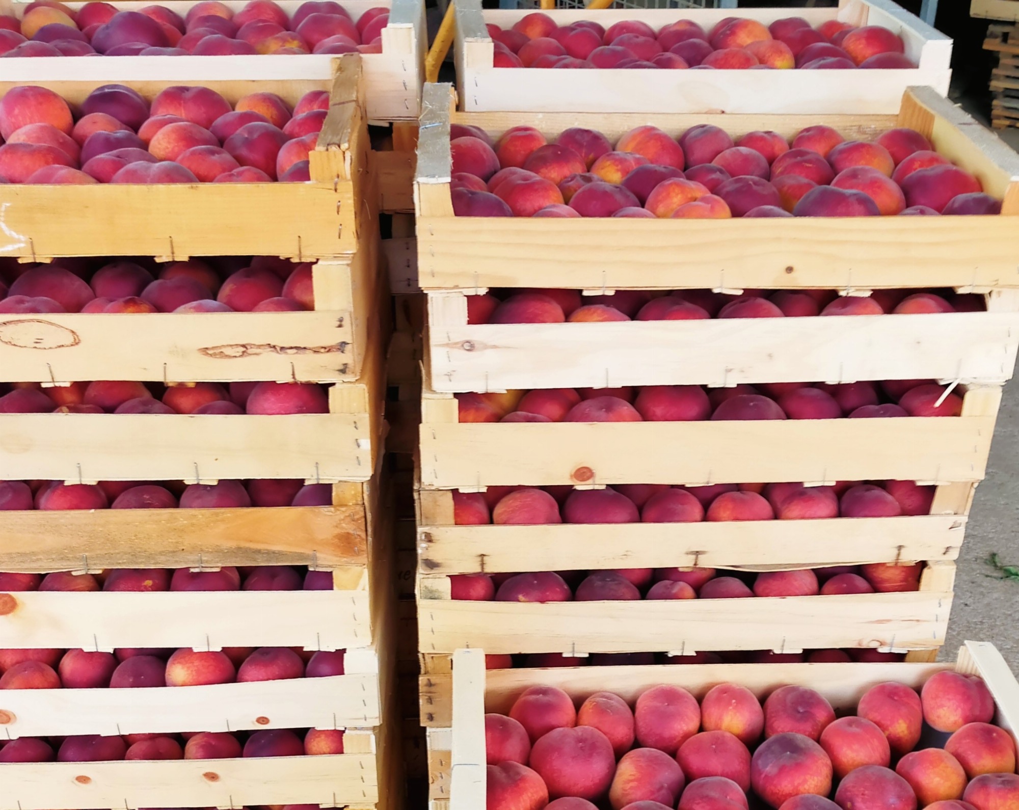 Fruits du plateau annoneen