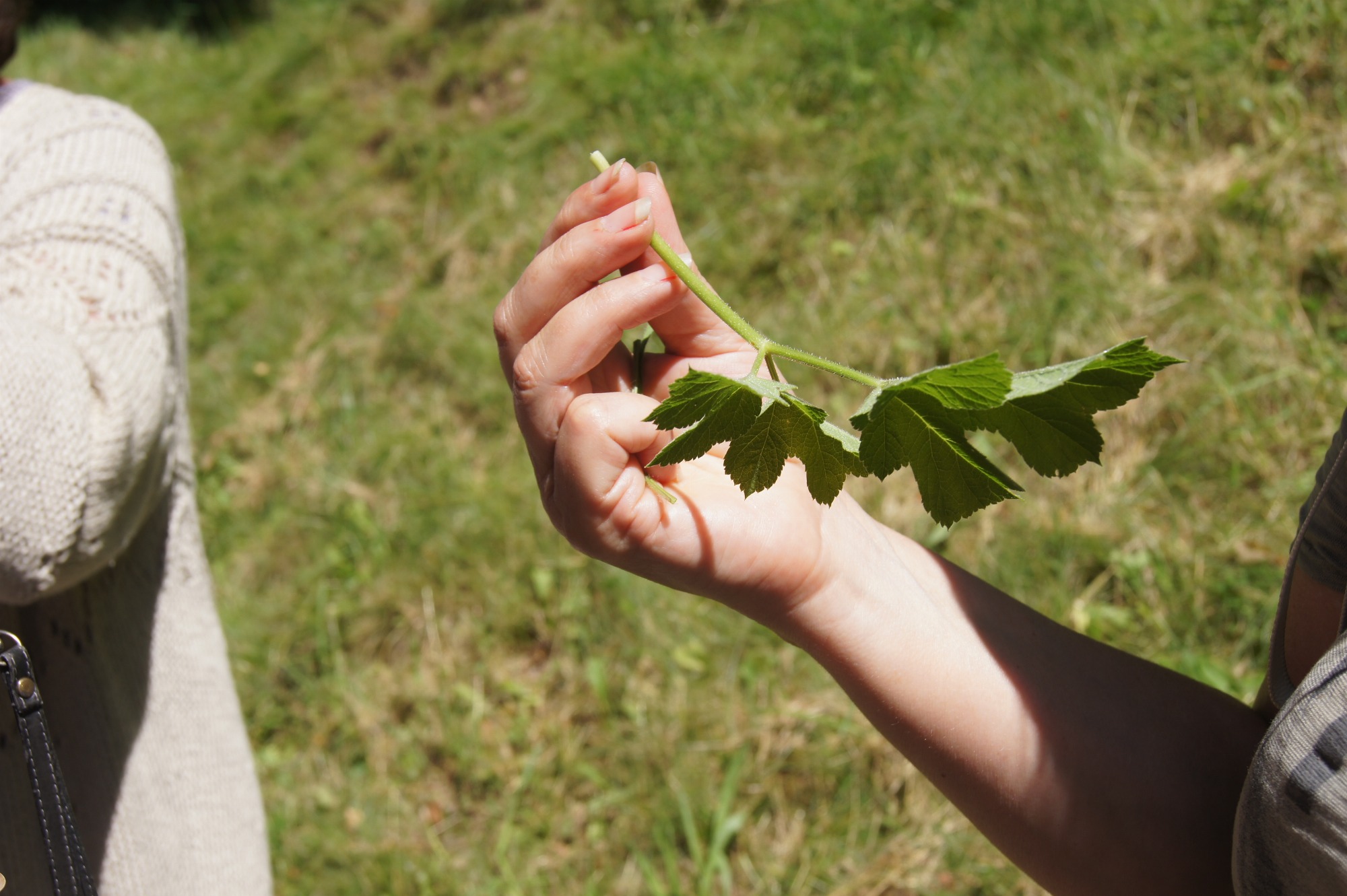 Françoise Kunstmann à la découverte des plantes comestibles