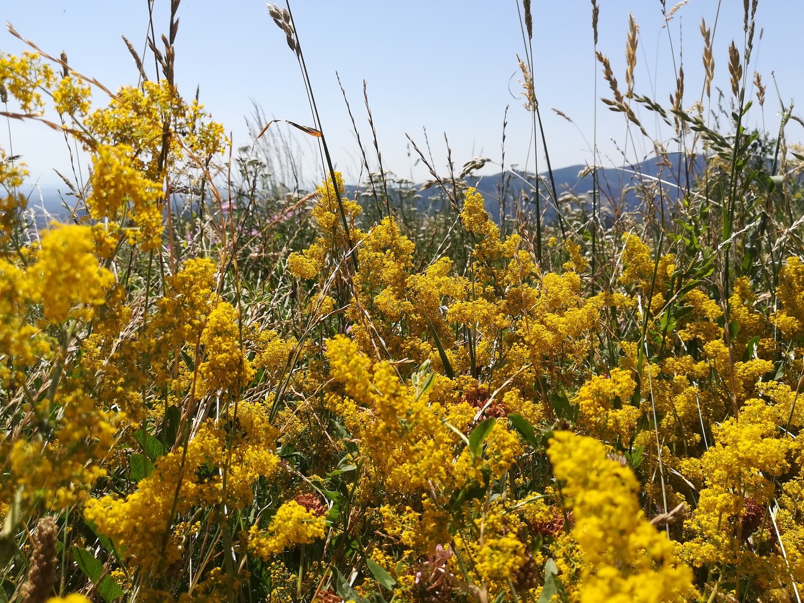 A proximité de Chezmary sur le GR42
