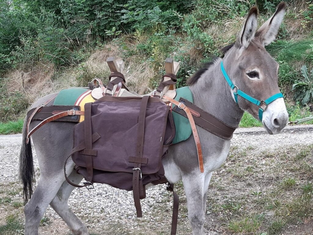 Diego prêt au départ