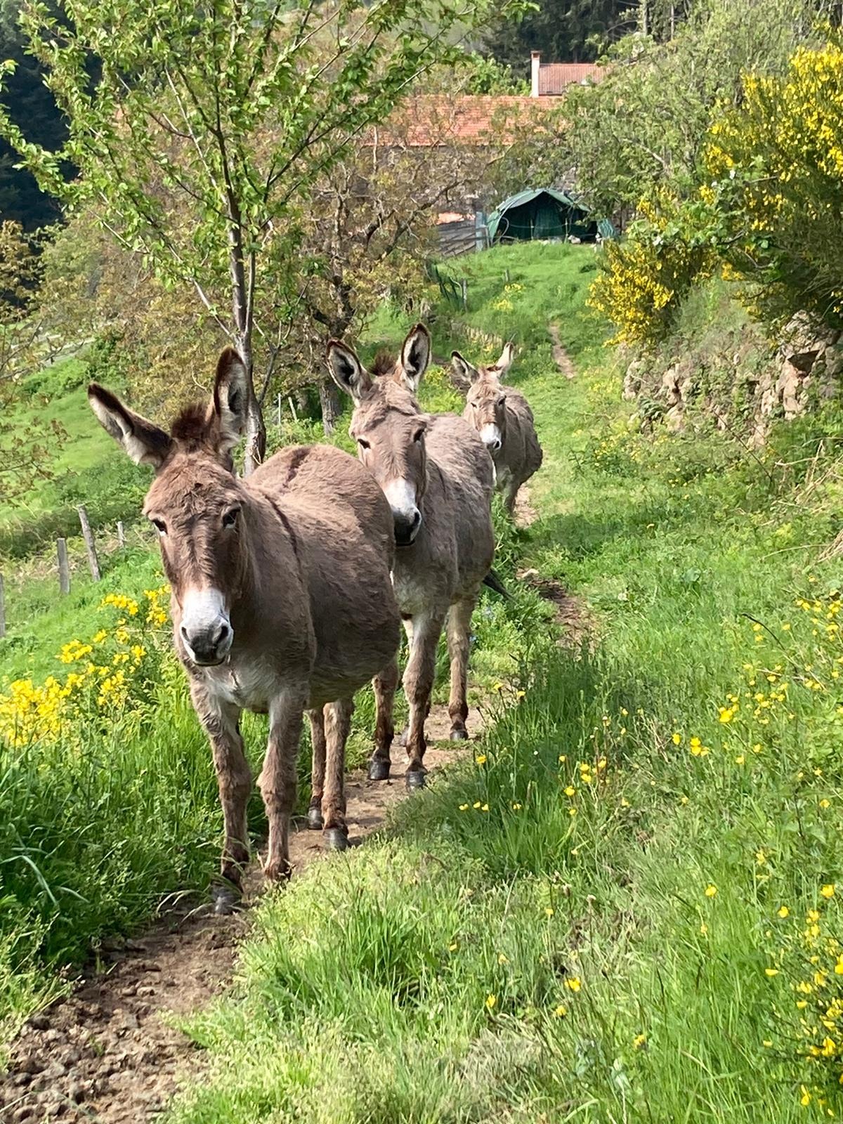 Tequila, Diego et Saba