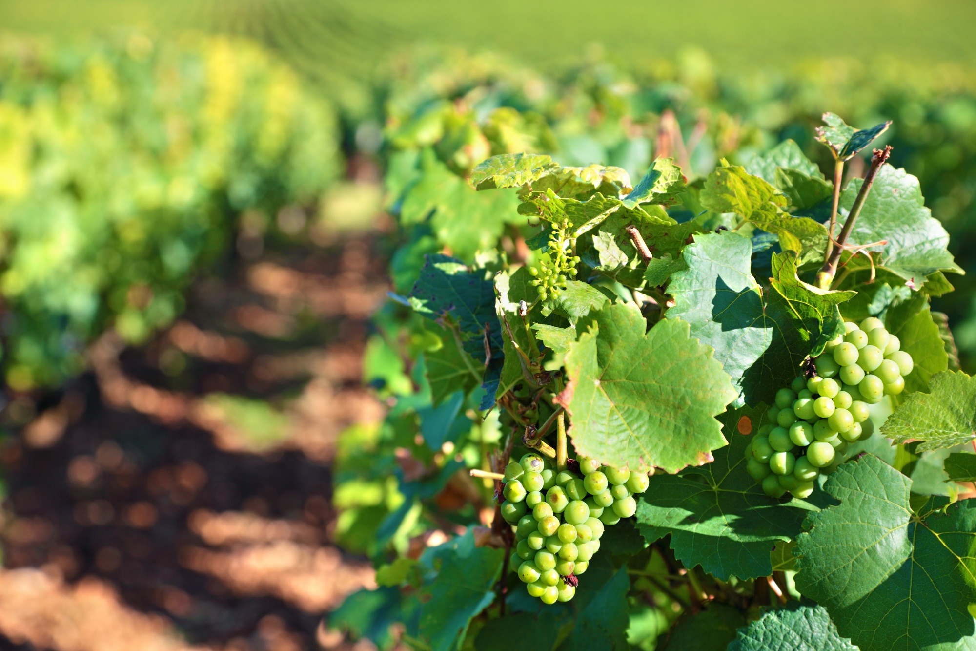 Portes ouvertes - Domaine Finon_Charnas