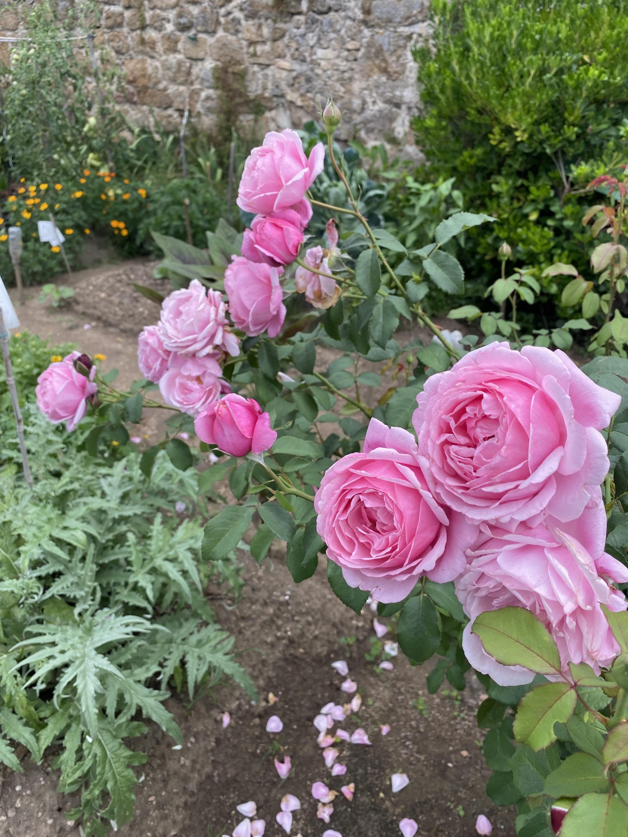 Les roses