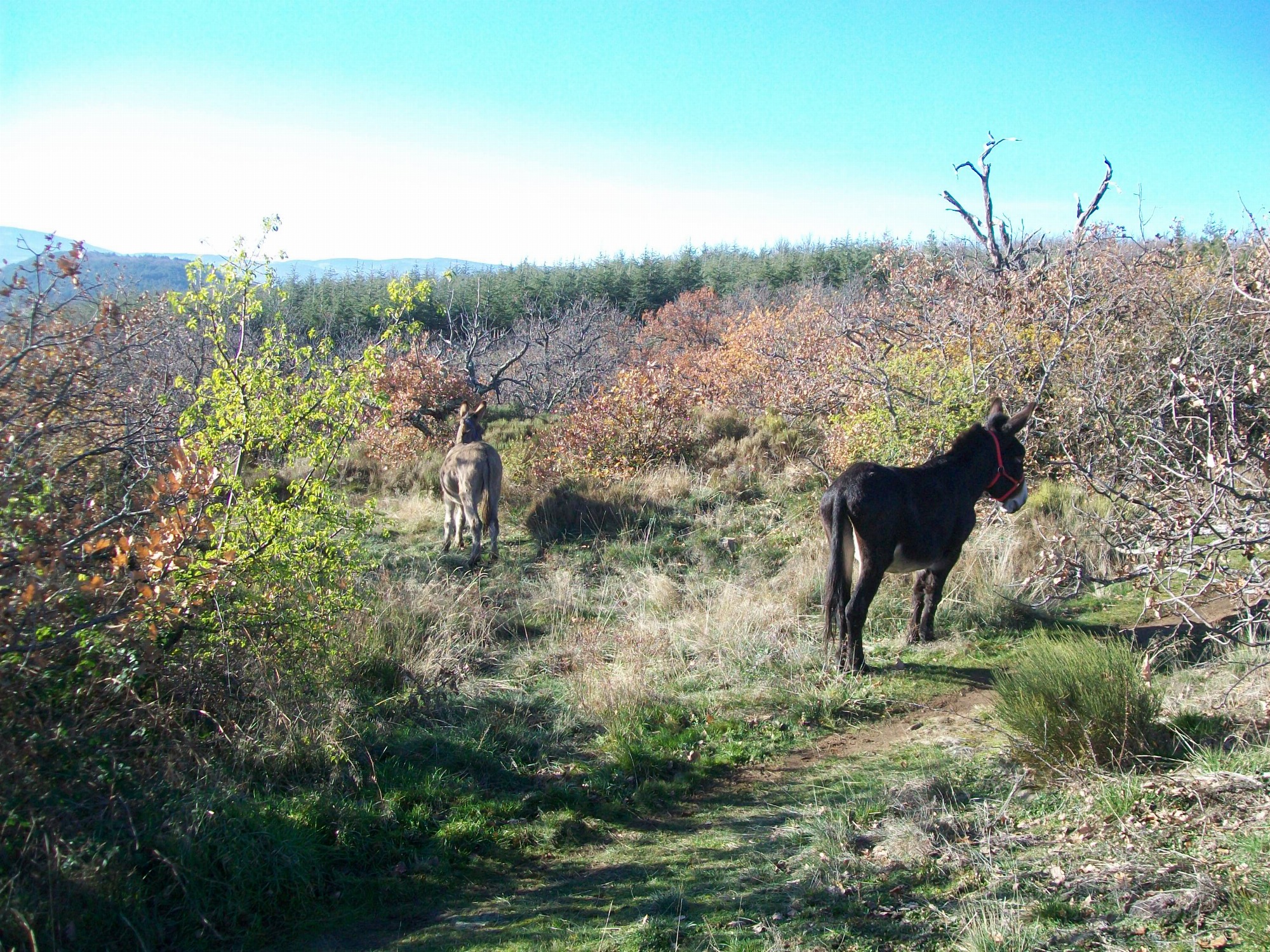 Frédéric Favrolt_Peaugres