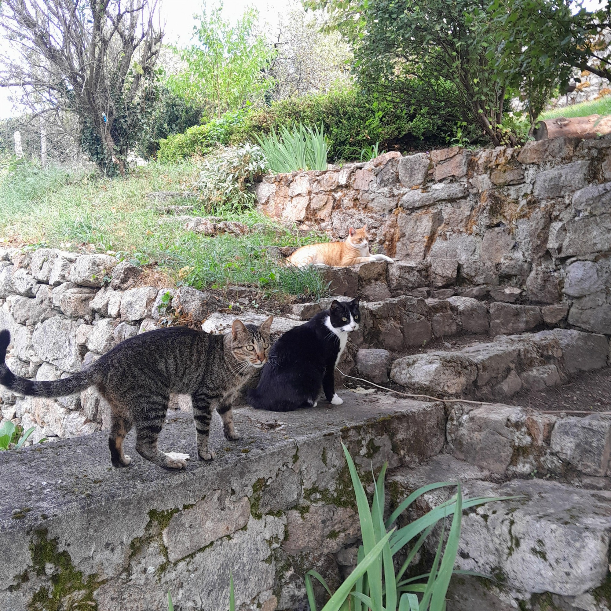 Francis, Félix et Marius