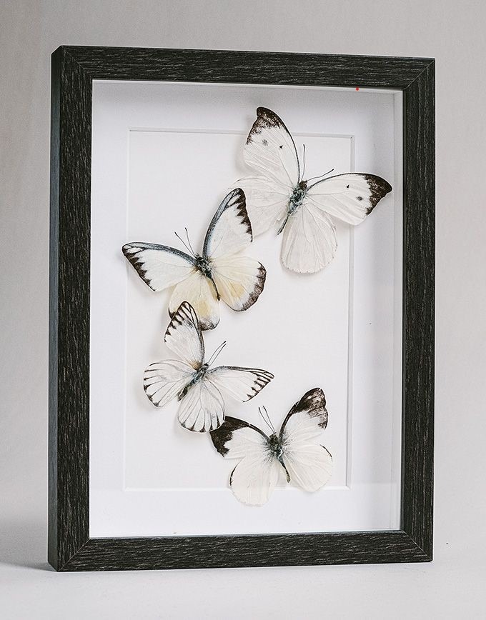 Atelier créatif: PAPILLON TAXIDERMIE PAPIER_Riotord