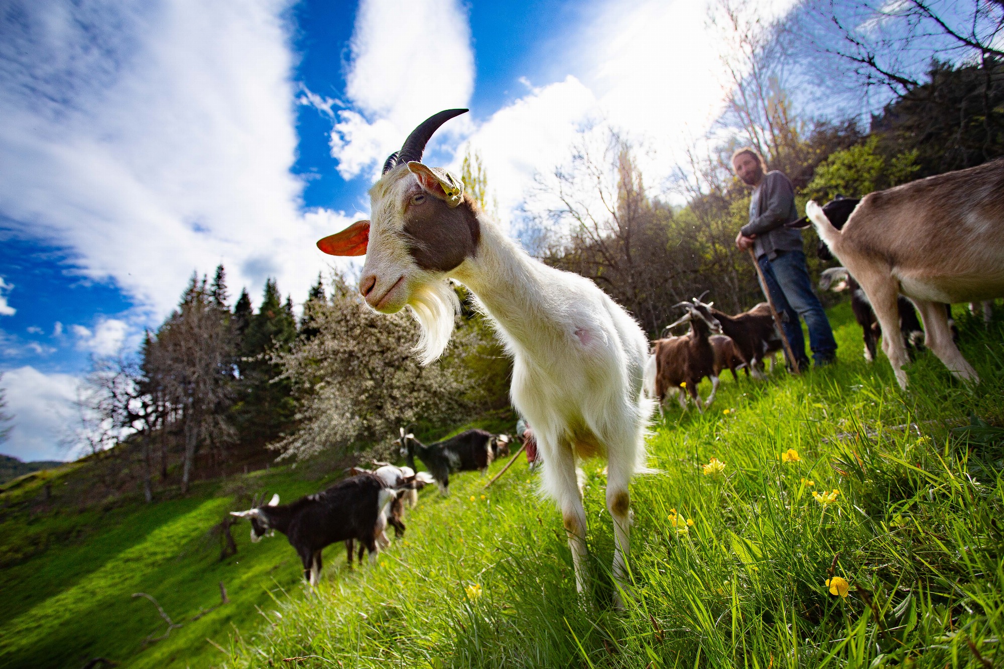De l'encre et des chèvres !