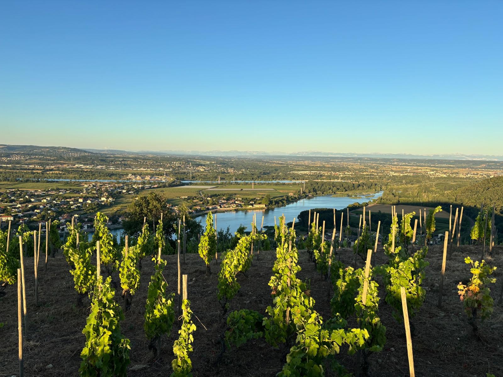 Apéro sunset dans les vignes - Domaines d'Aniello et Vallet_Félines