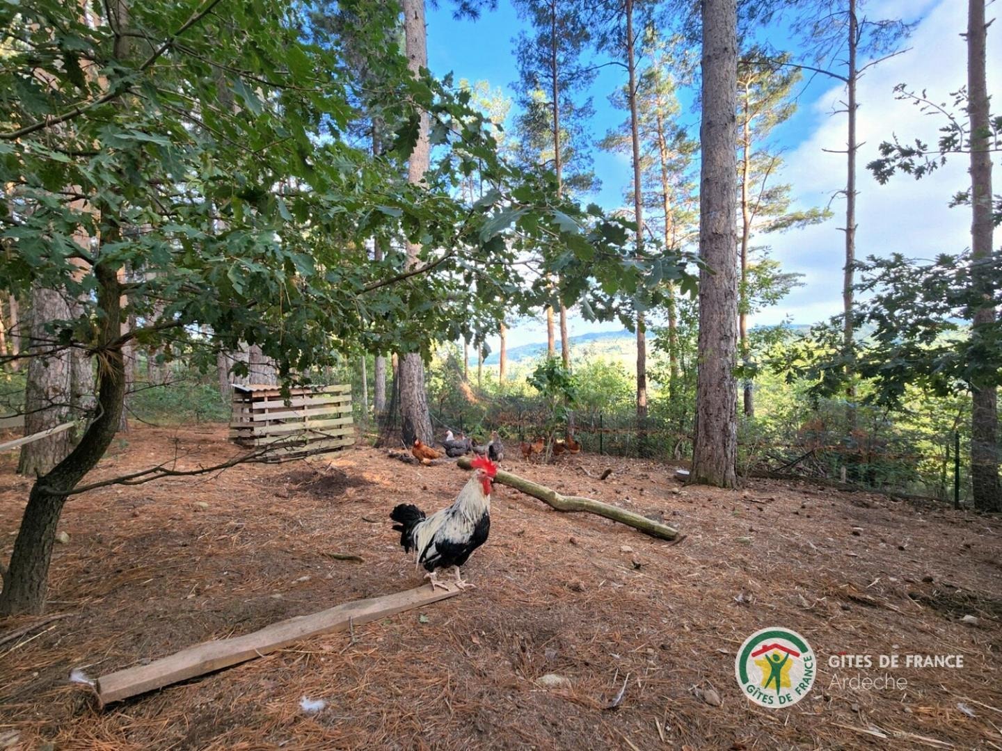 Le coq et les poules du domaine