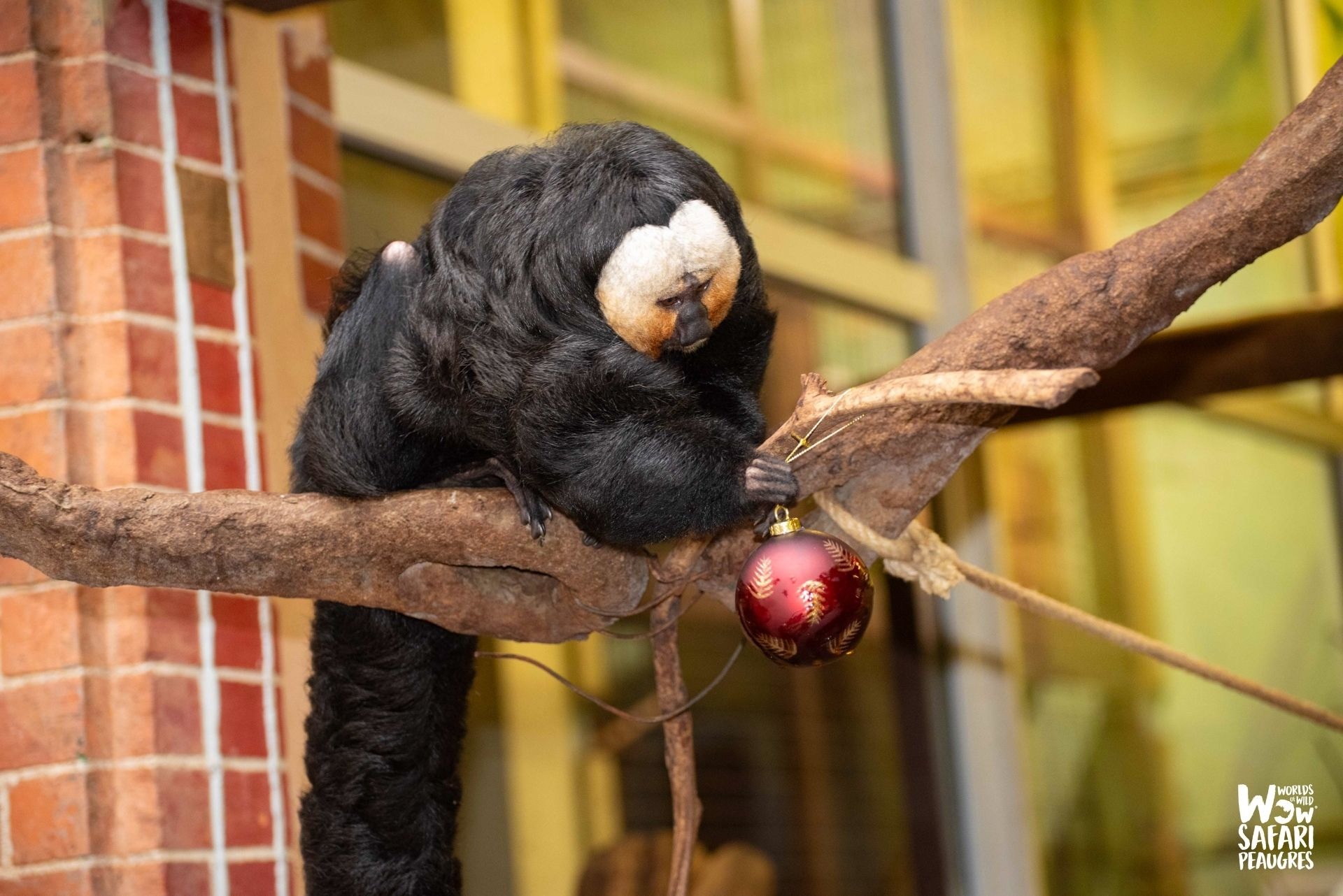Atelier - Soigneur en herbe - Lutins de Noël_Peaugres