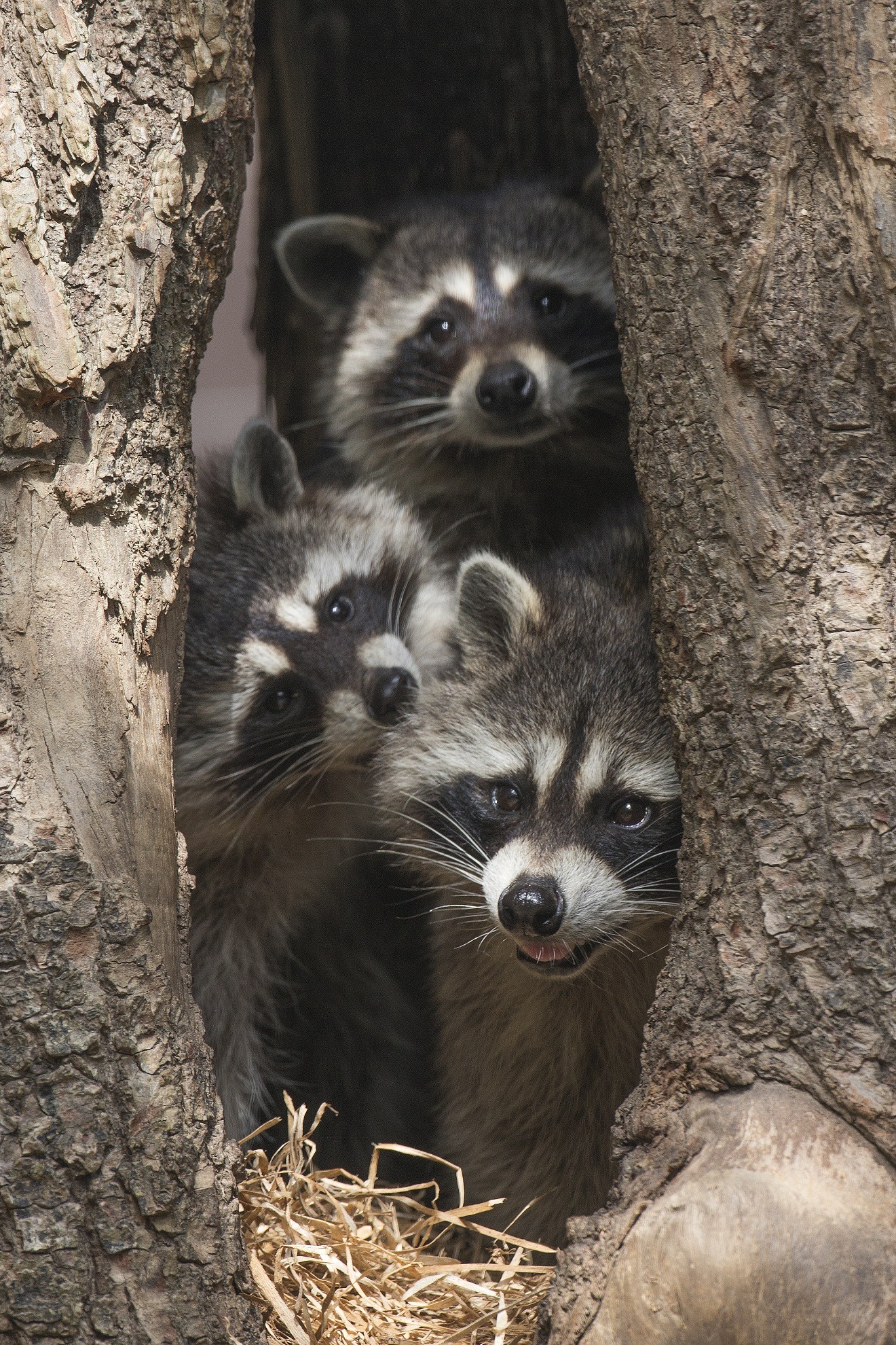 Les lodges au milieu des Ratons Laveurs_Peaugres