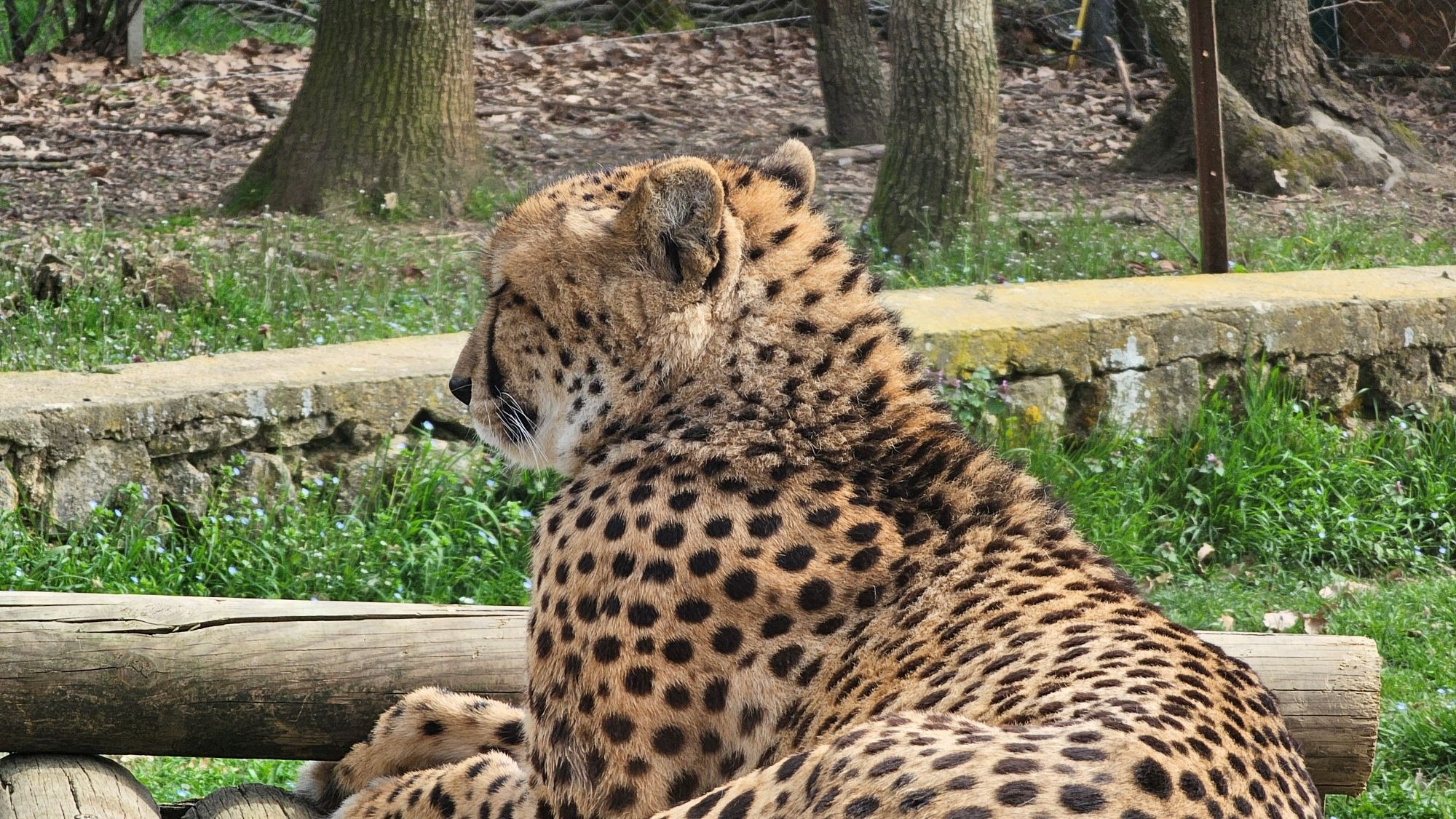 Safari des Rois au Wow Safari_Peaugres