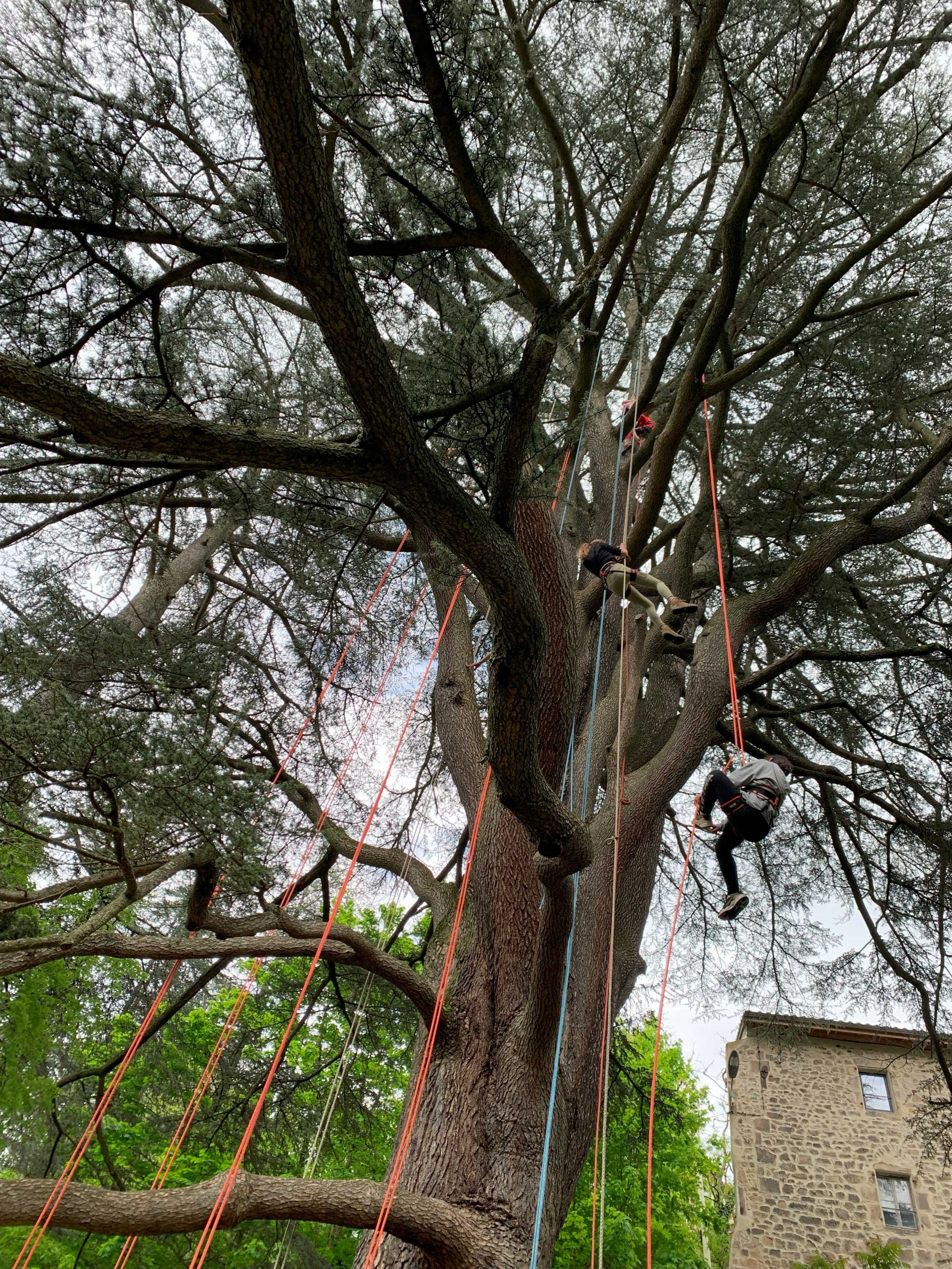 Cèdre Remarquable de Vidalon