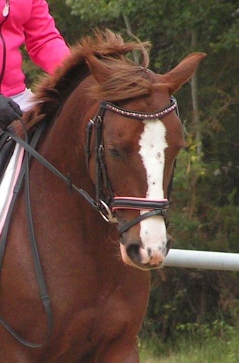 Centre équestre de Montmeyre