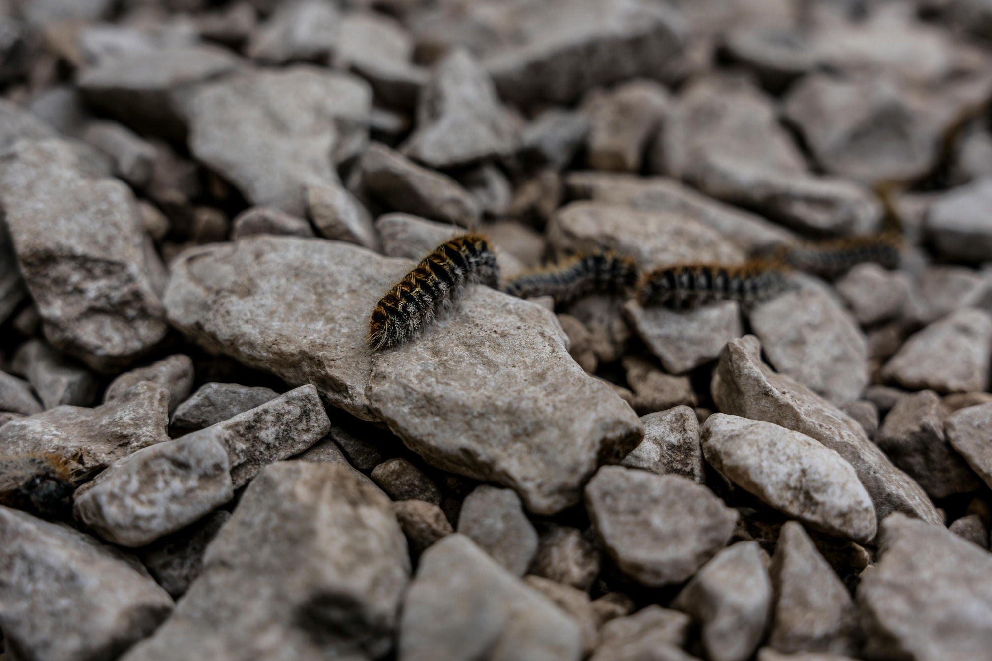 Animation autour des chenilles processionnaires_Saint-Pierre-sur-Doux