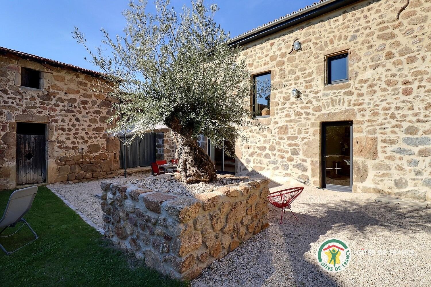 Bel olivier sur la terrasse du gîte
