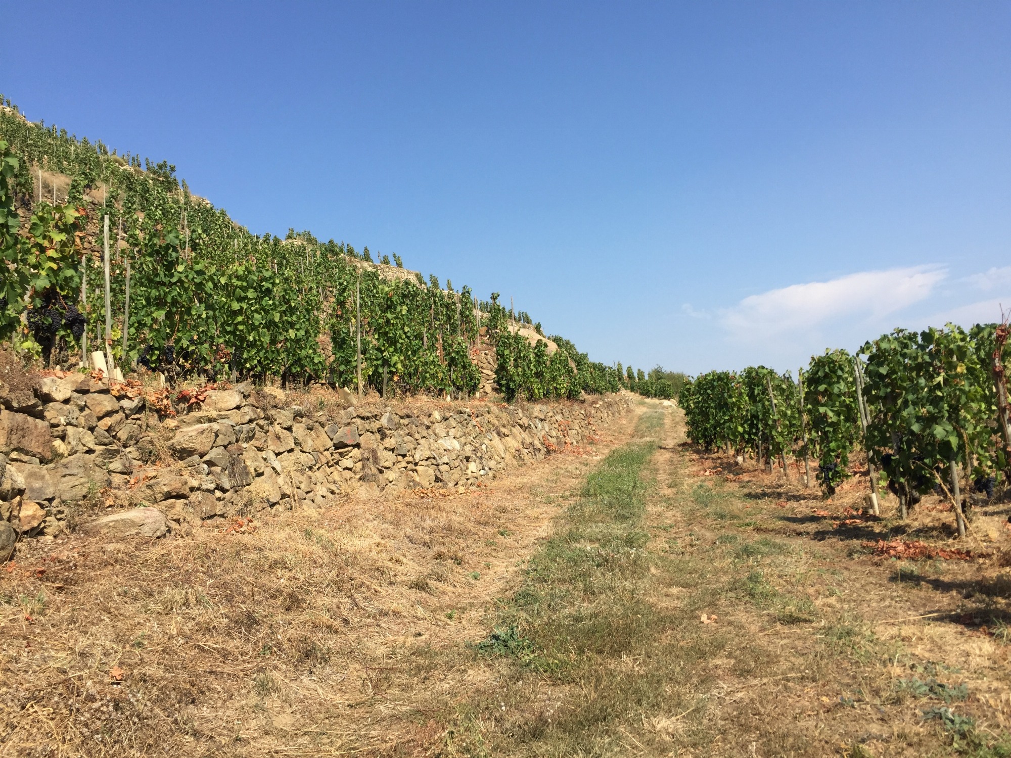 Coteaux de Rochevine