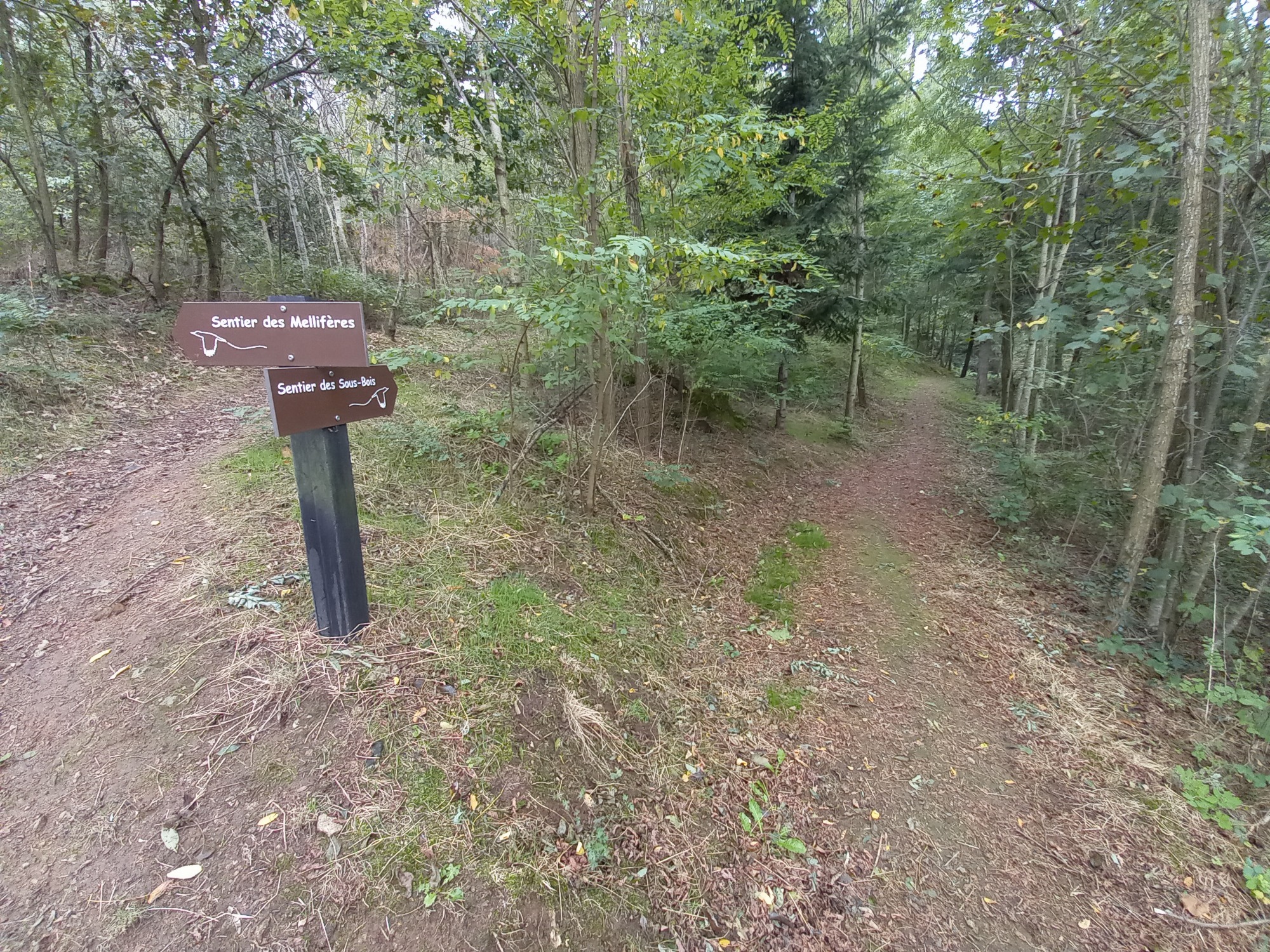 Animation familiale à la forêt du Grandbeau_Saint-Alban-d'Ay
