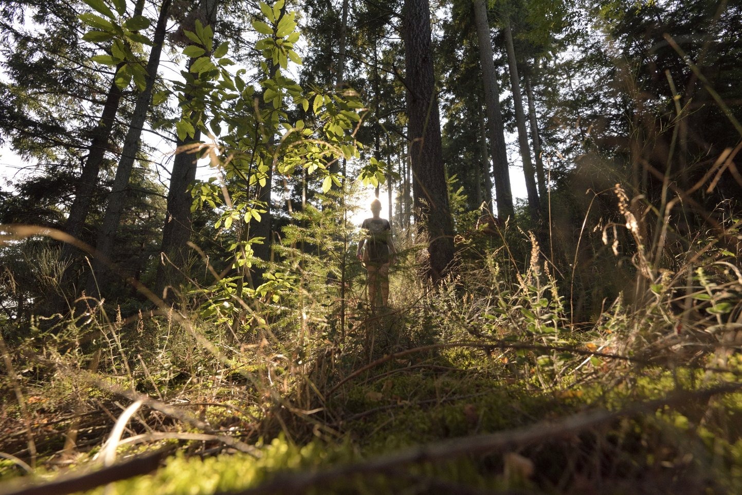 Randonnée Japperenard