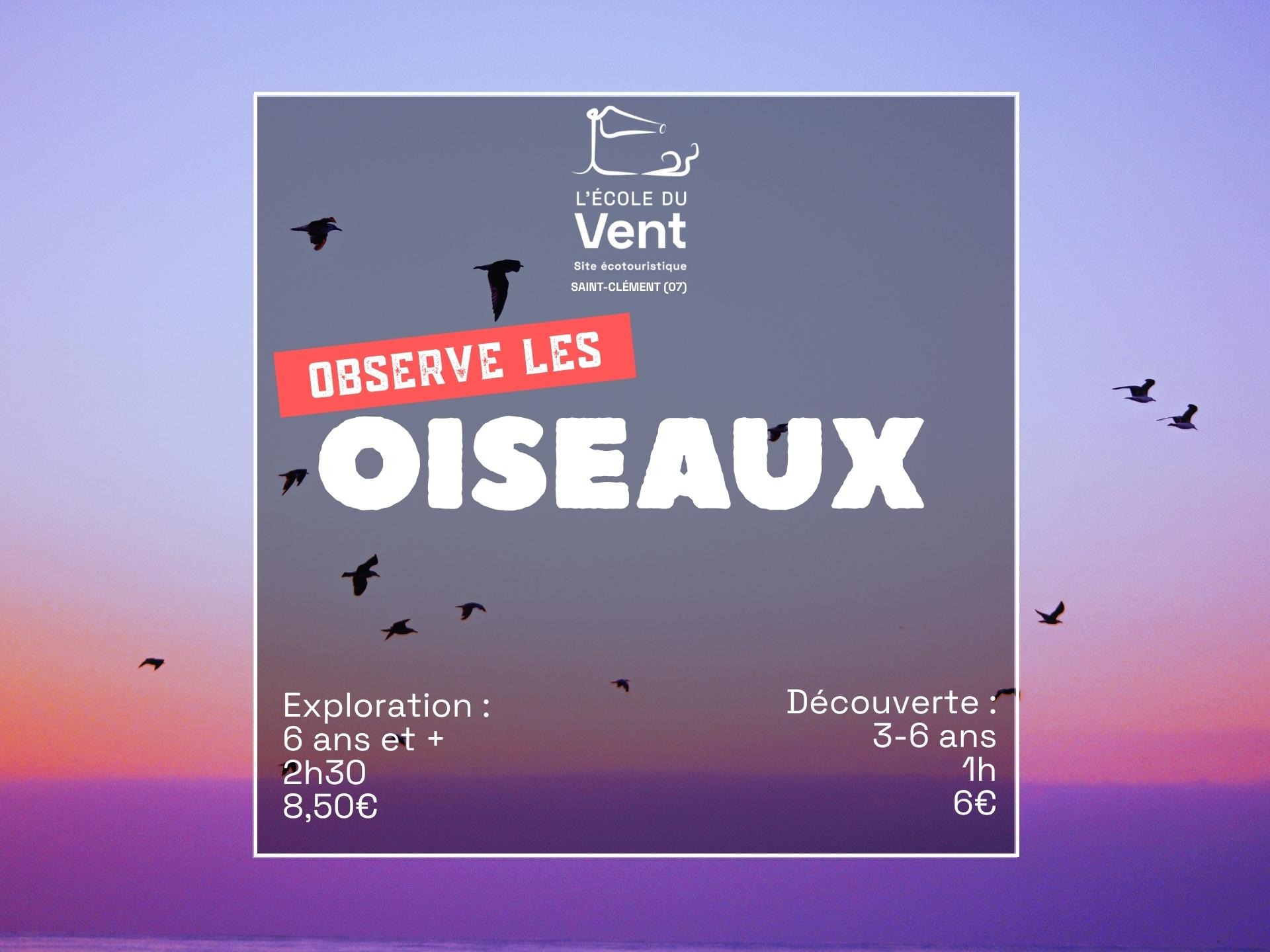 Observe les oiseaux - Exploration