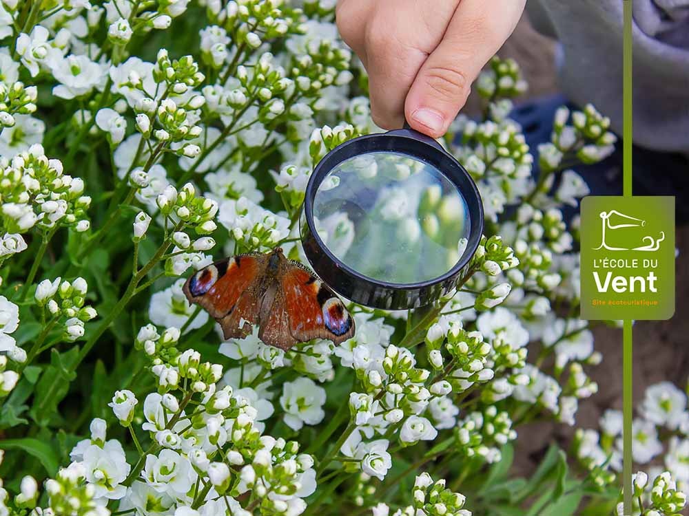 Les papillons à la loupe