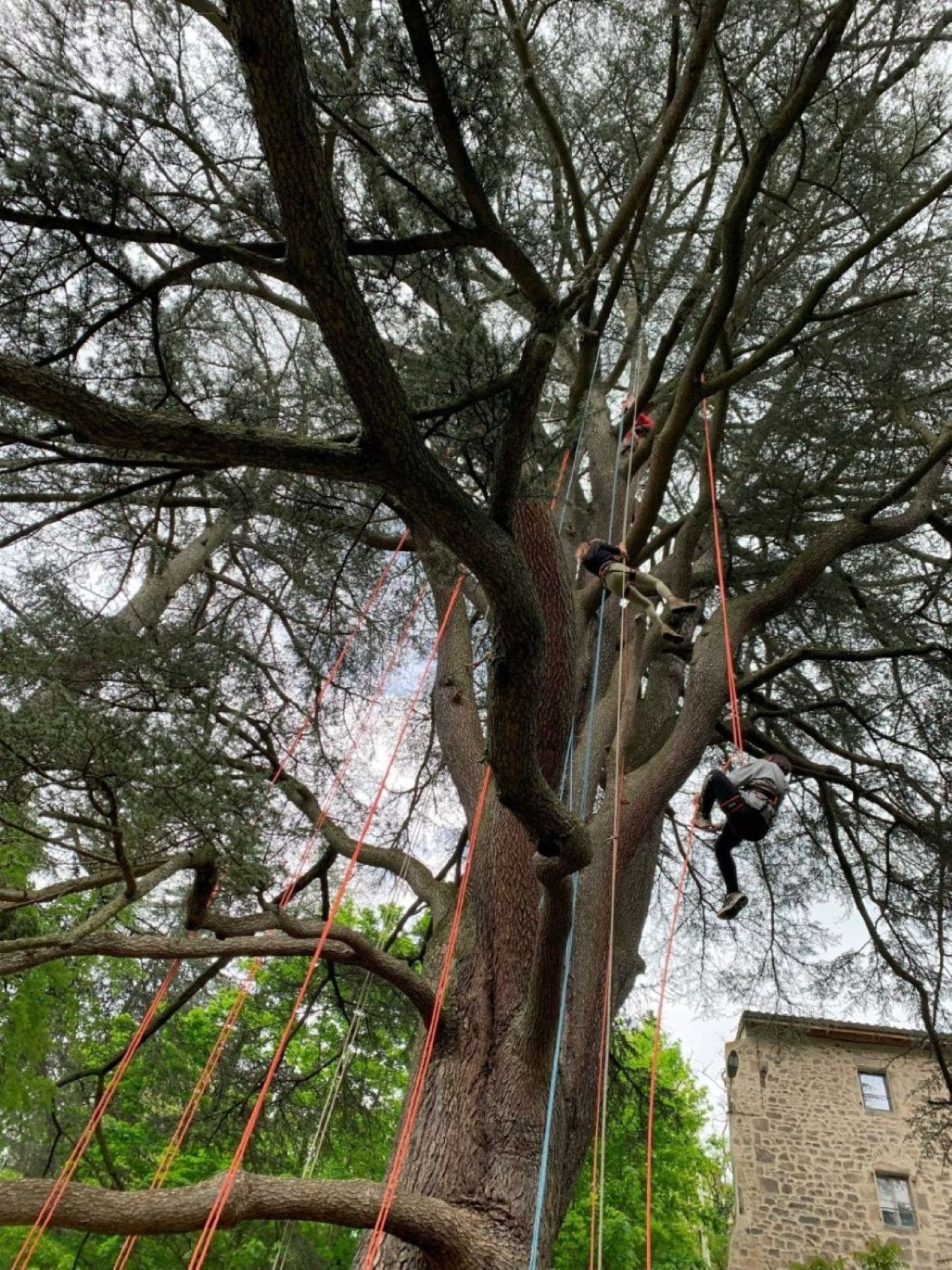 Grimpe d'Arbres : Le cèdre de Vidalon_Davézieux