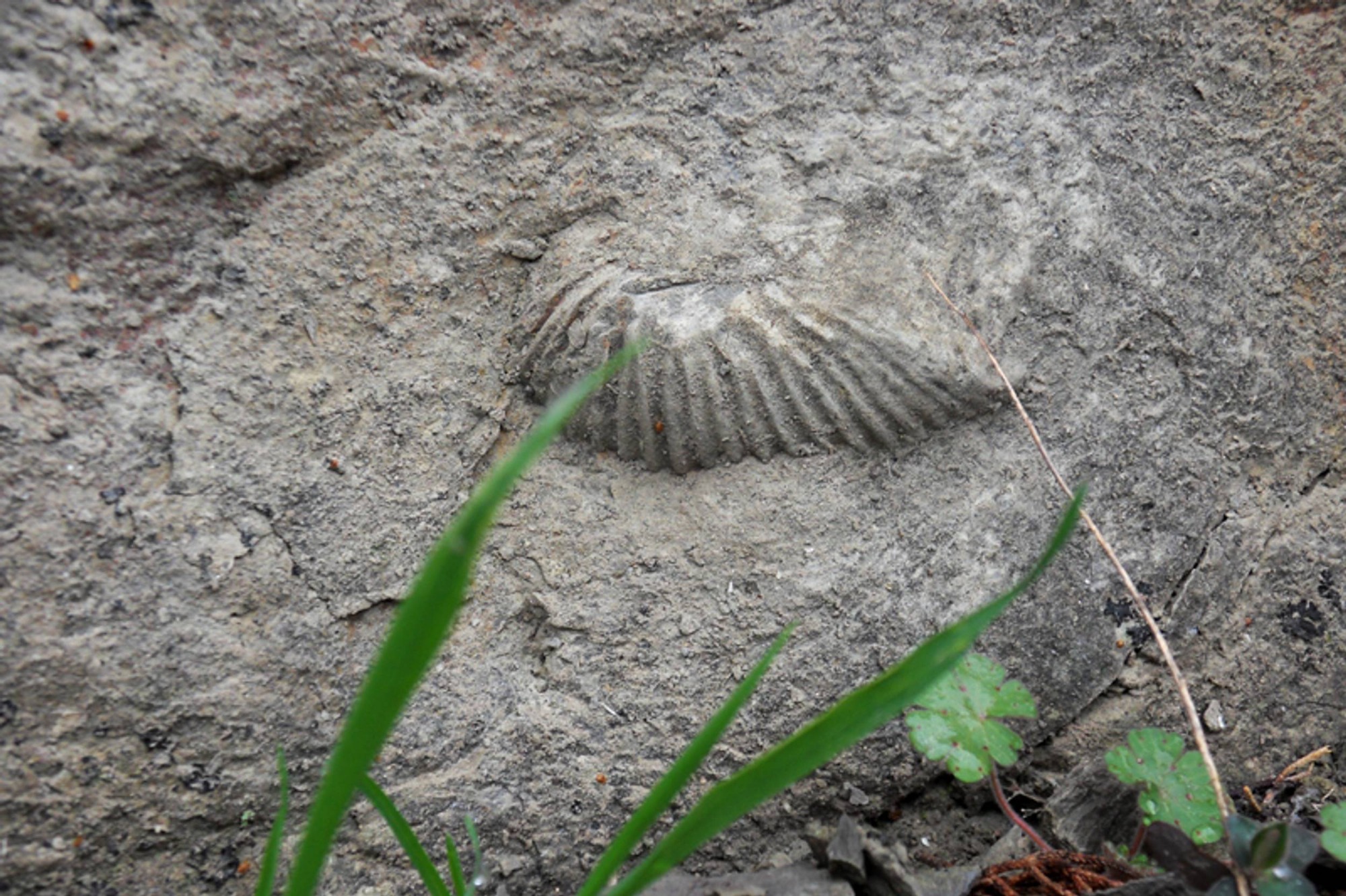 Fossile - ©PNR des Monts d'Ardèche