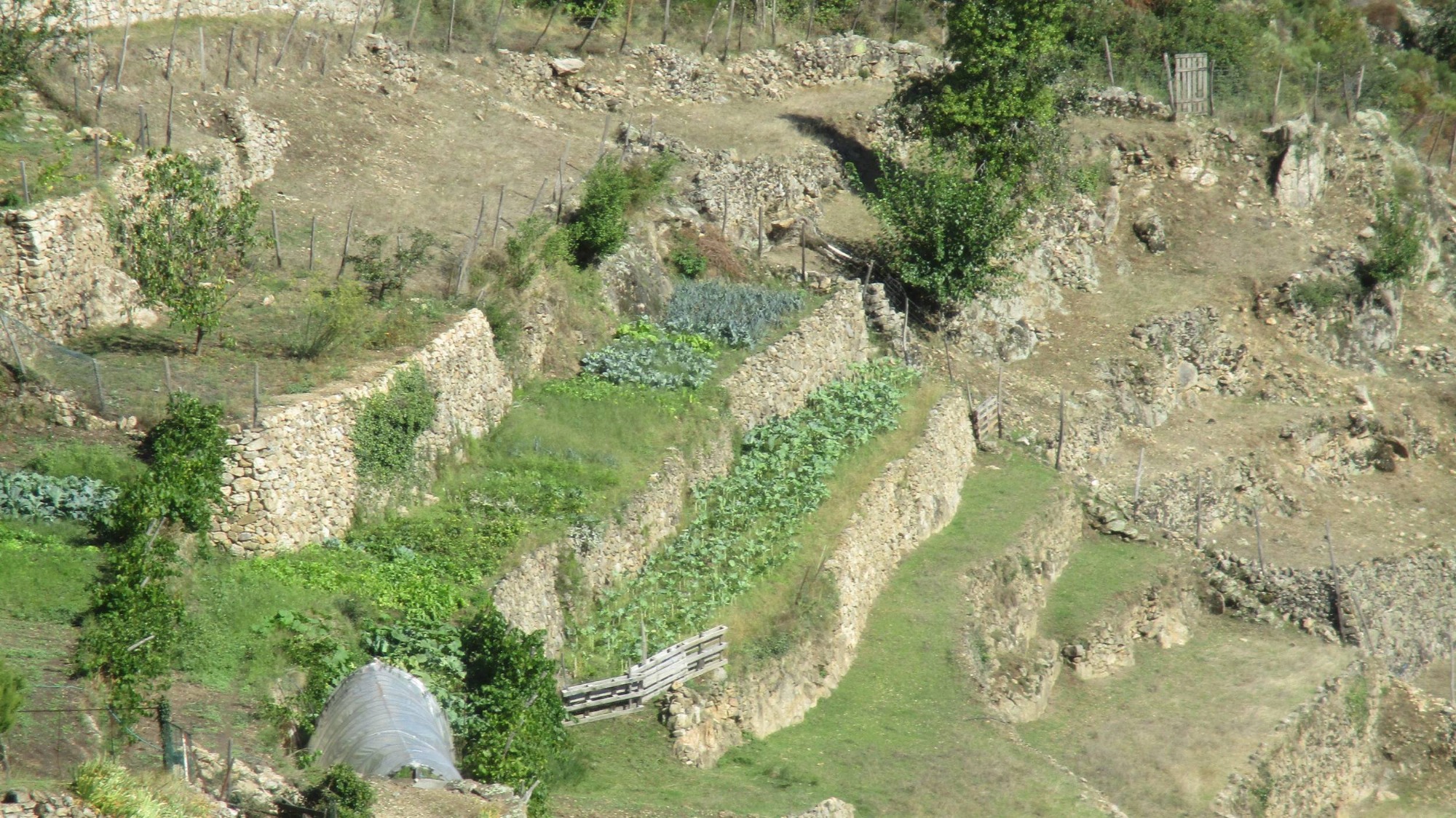 Terrasses cultivées à St Barthélémy