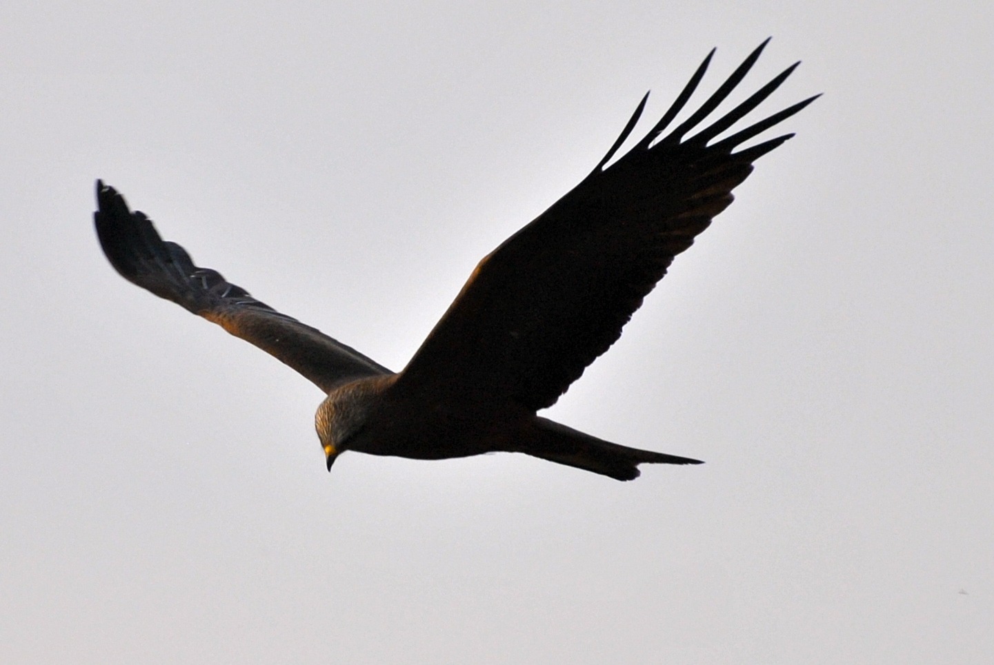 vallee-rhone-balade-nature-oiseau-rapace