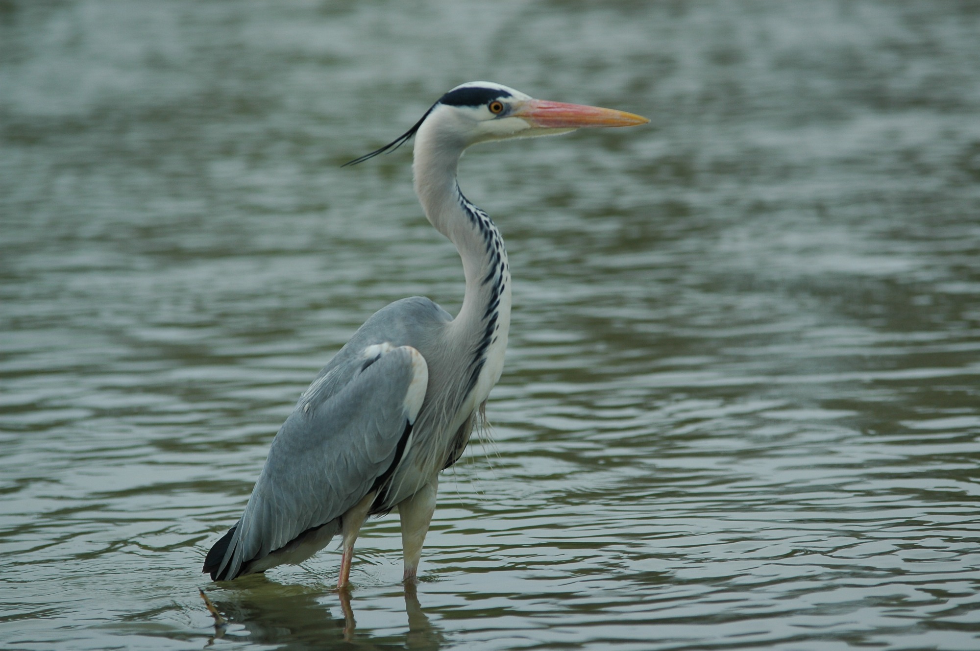 vallee-rhone-balade-nature-oiseau-rapace