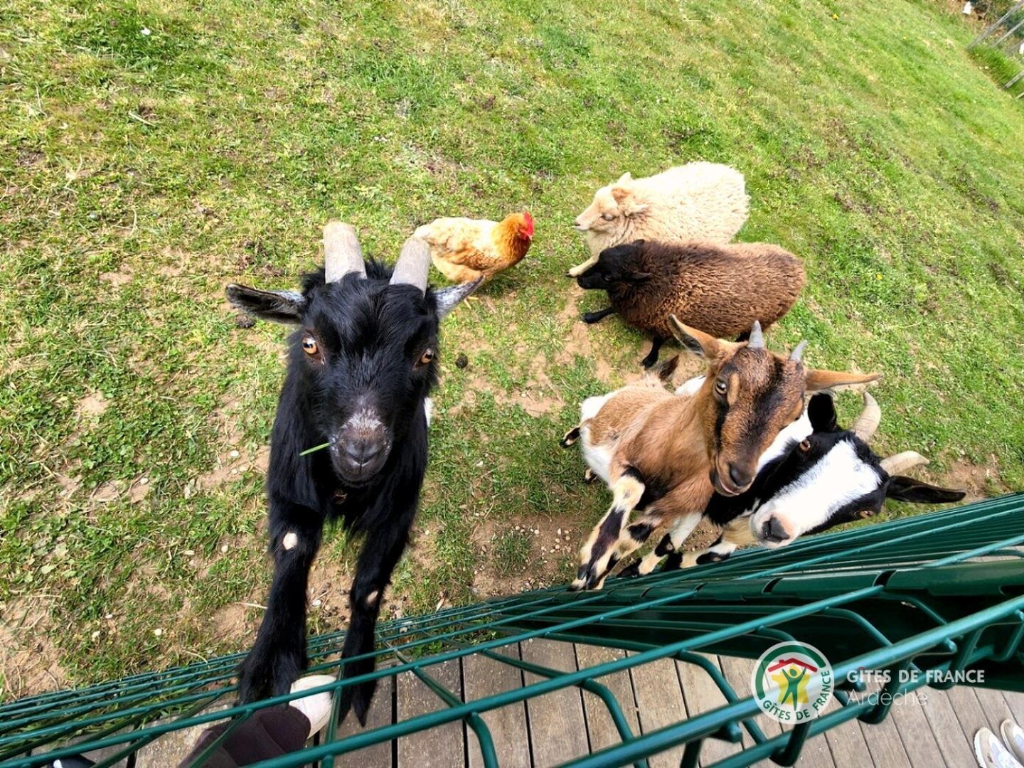 Les animaux du gîte